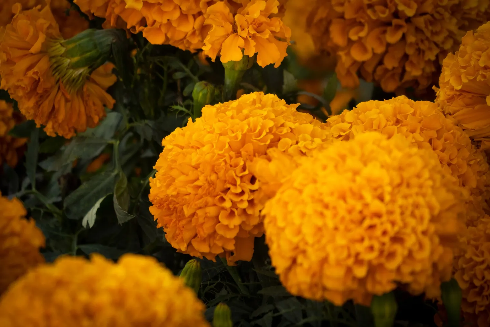 American Marigold (Tagetes Erecta) — also known as the African Marigold; department of Agriculture hardiness zones 2 through 11, image 126