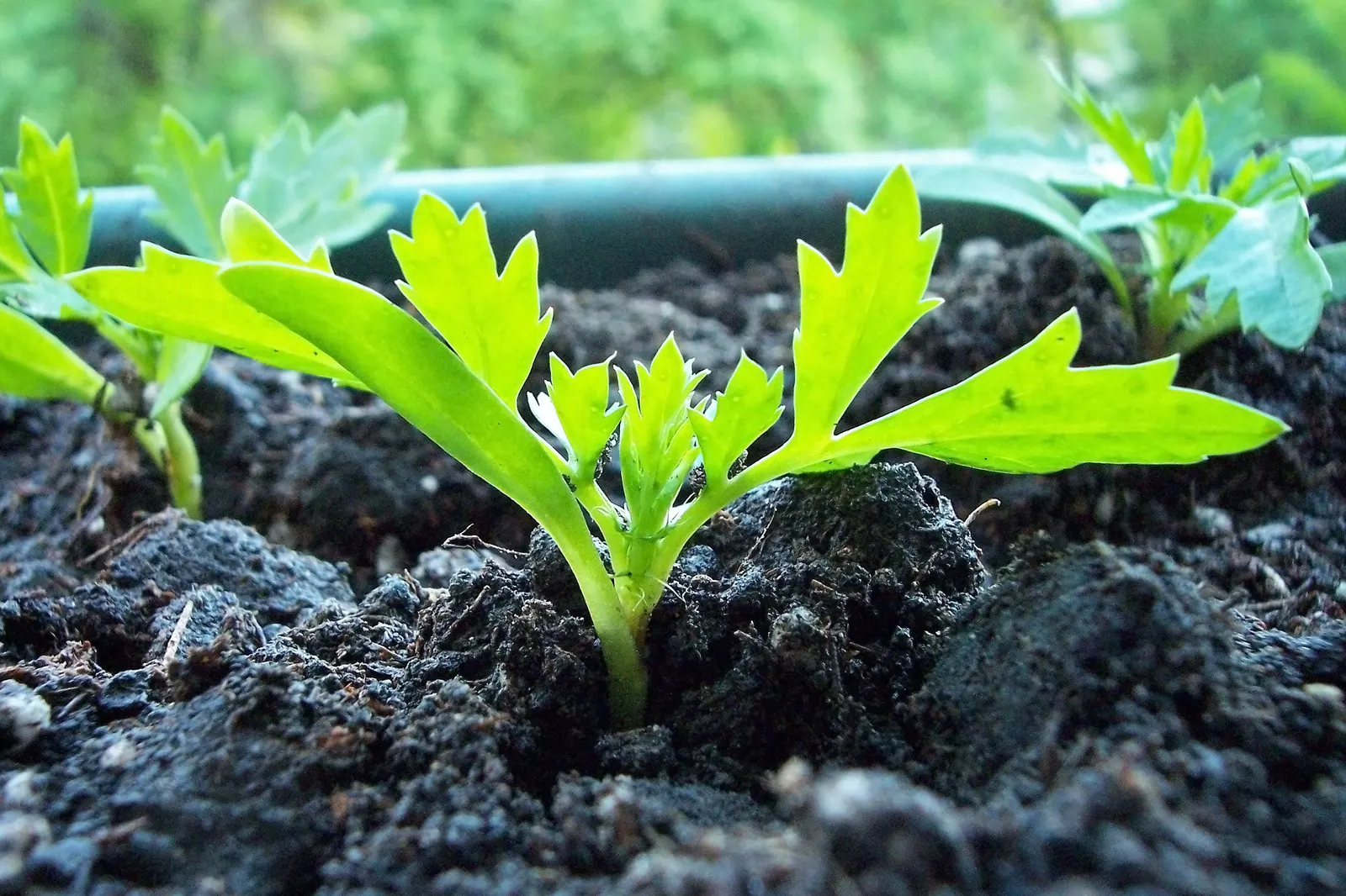 American Marigold (Tagetes Erecta) — thriving from early summer to frost; often reaching diameters between 2 to 5 inches, image 131