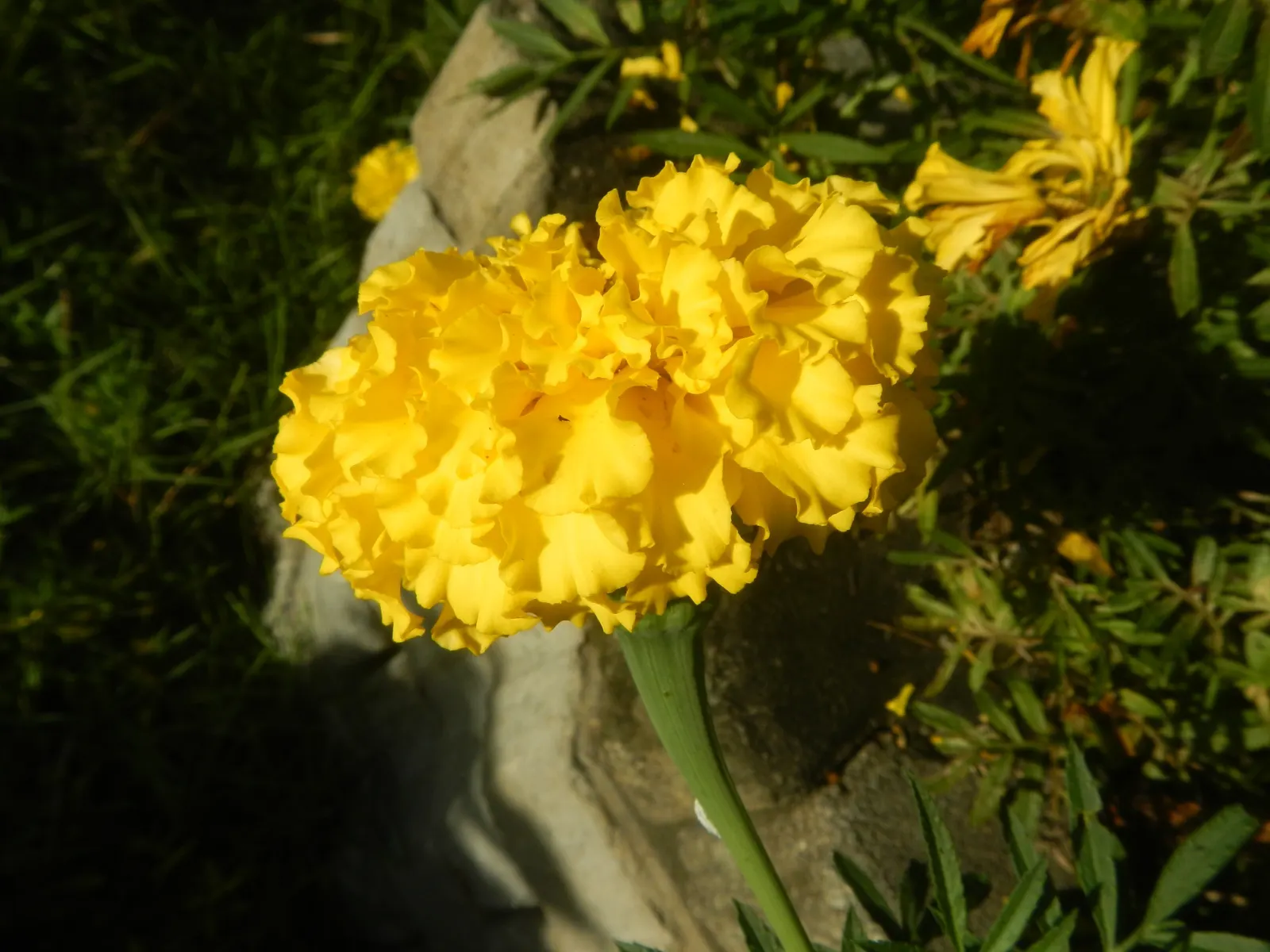 American Marigold (Tagetes Erecta) — Department of Agriculture hardiness zones 2 through 11; a quintessential component for any landscape, image 73