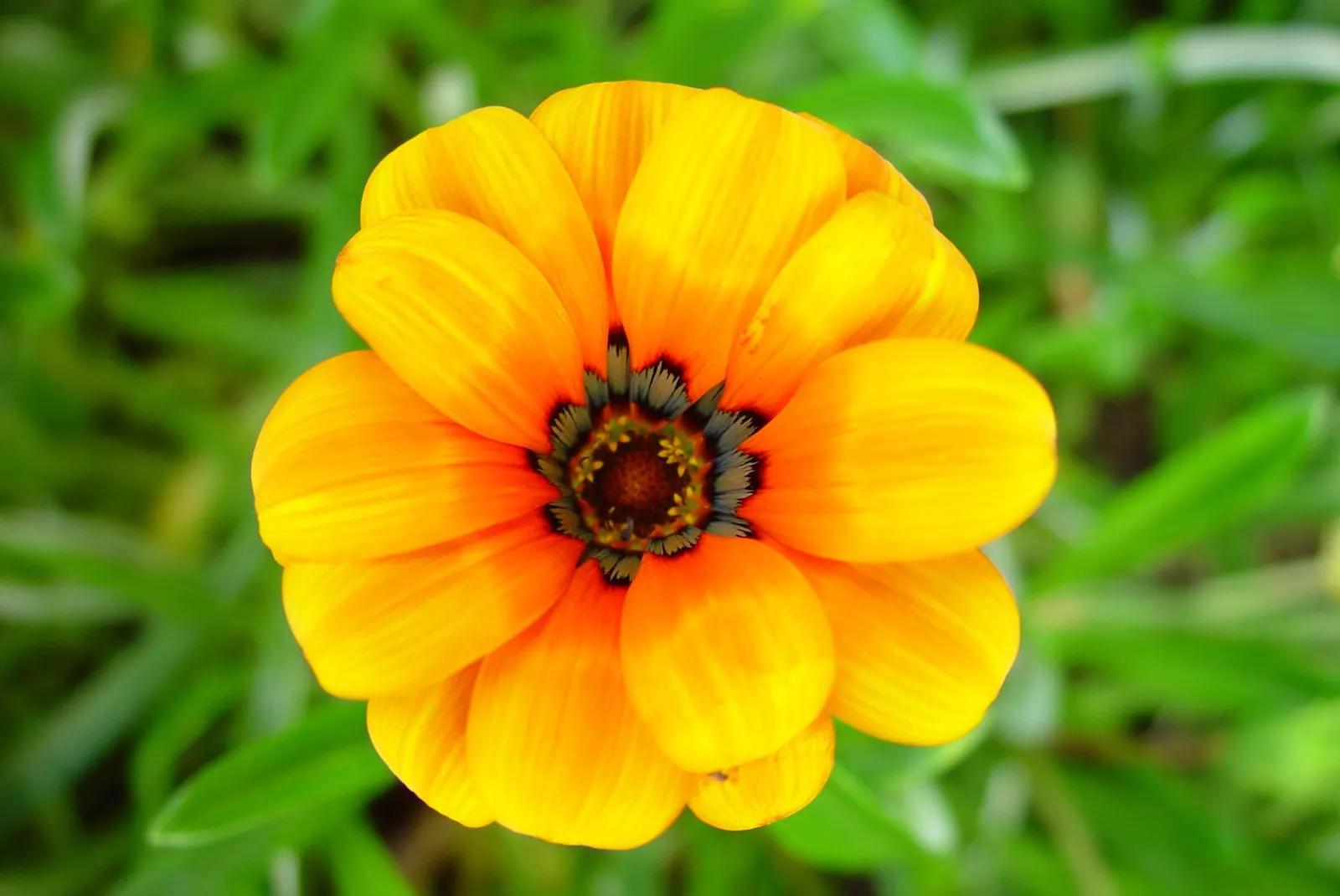 American Marigold (Tagetes Erecta) — showy blooms that present a brilliant display of gold; tagetes erecta offers not only a vivid aesthetic but, image 75