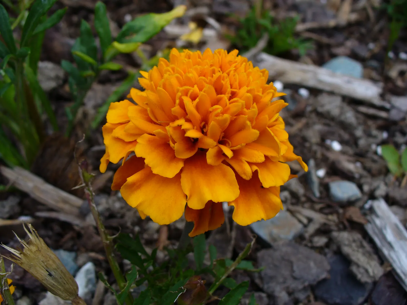 American Marigold (Tagetes Erecta) — also known as the African Marigold; department of Agriculture hardiness zones 2 through 11, image 95