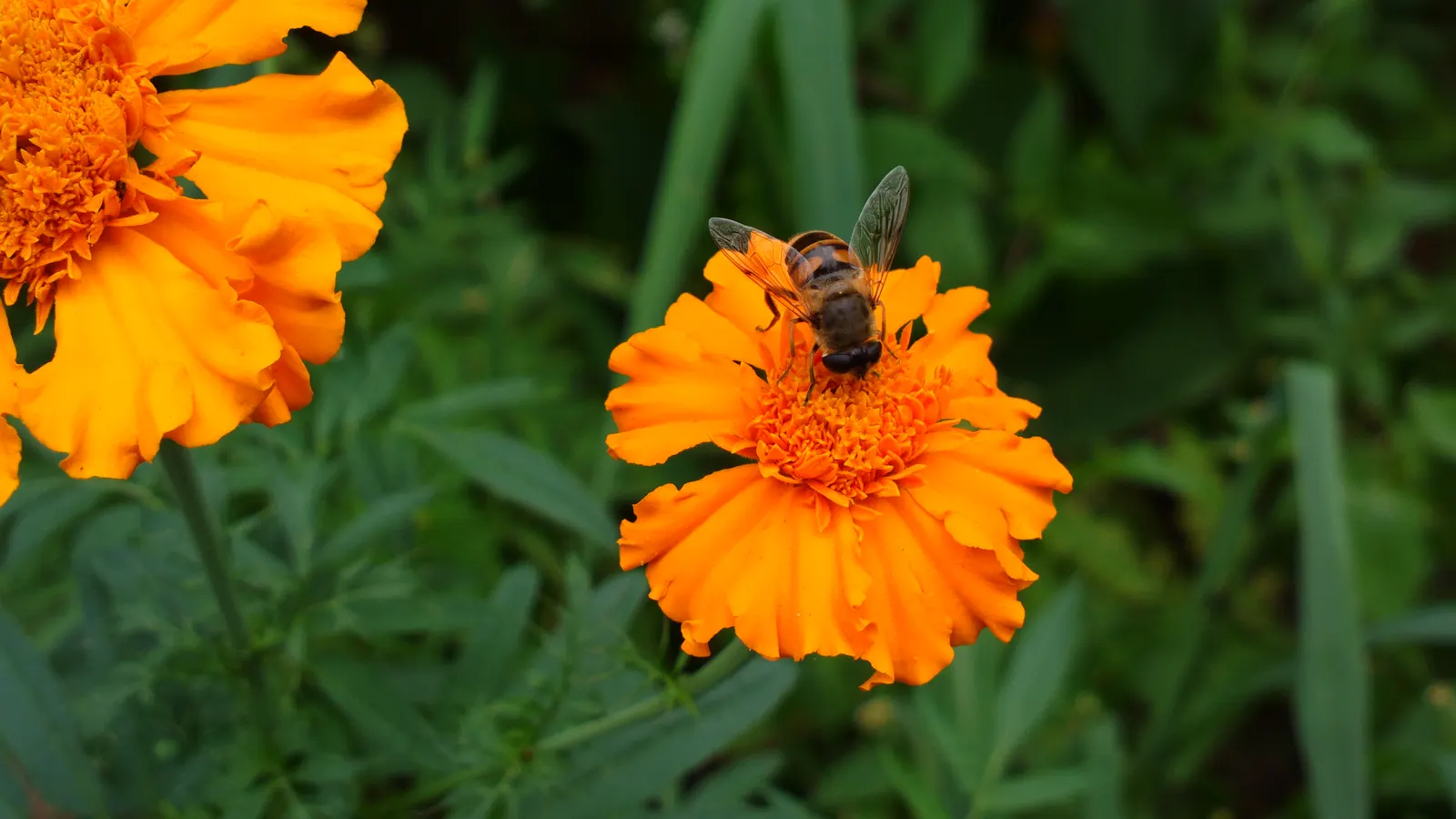 American Marigold (Tagetes Erecta) — A quintessential component for any landscape; erecta has moderate water requirements, image 136