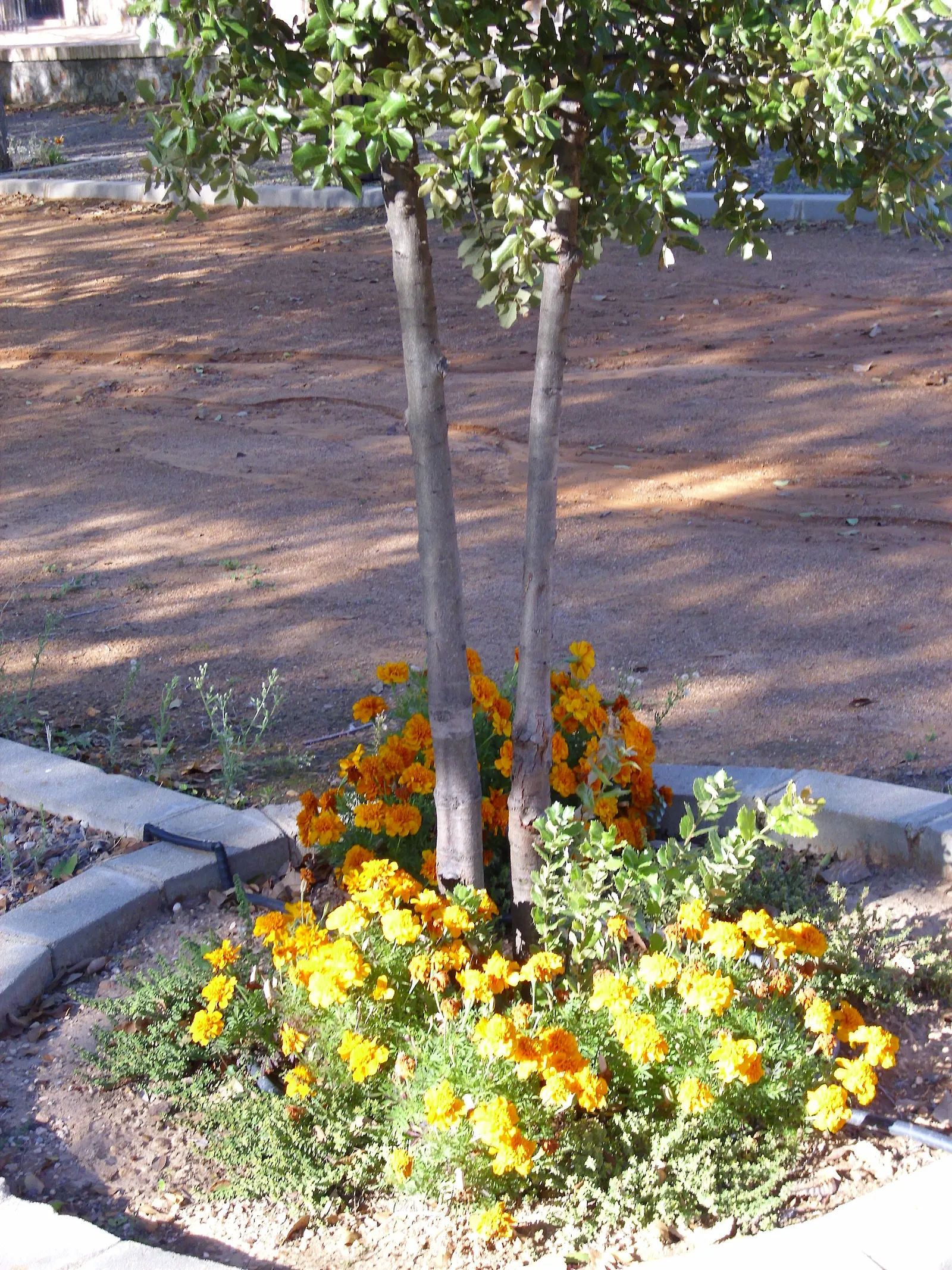 American Marigold (Tagetes Erecta) — making them relatively low maintenance