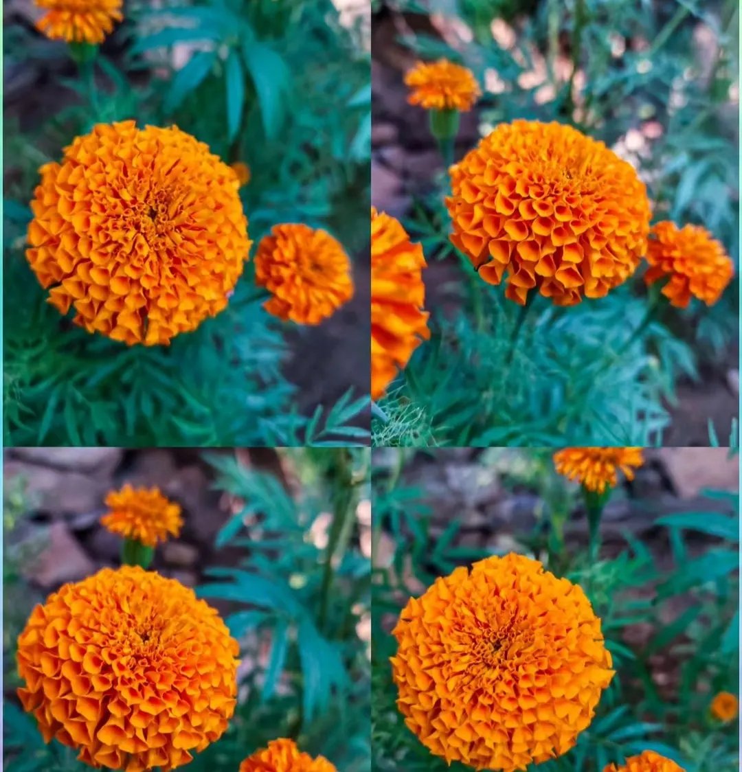 American Marigold (Tagetes Erecta) — thriving from early summer to frost