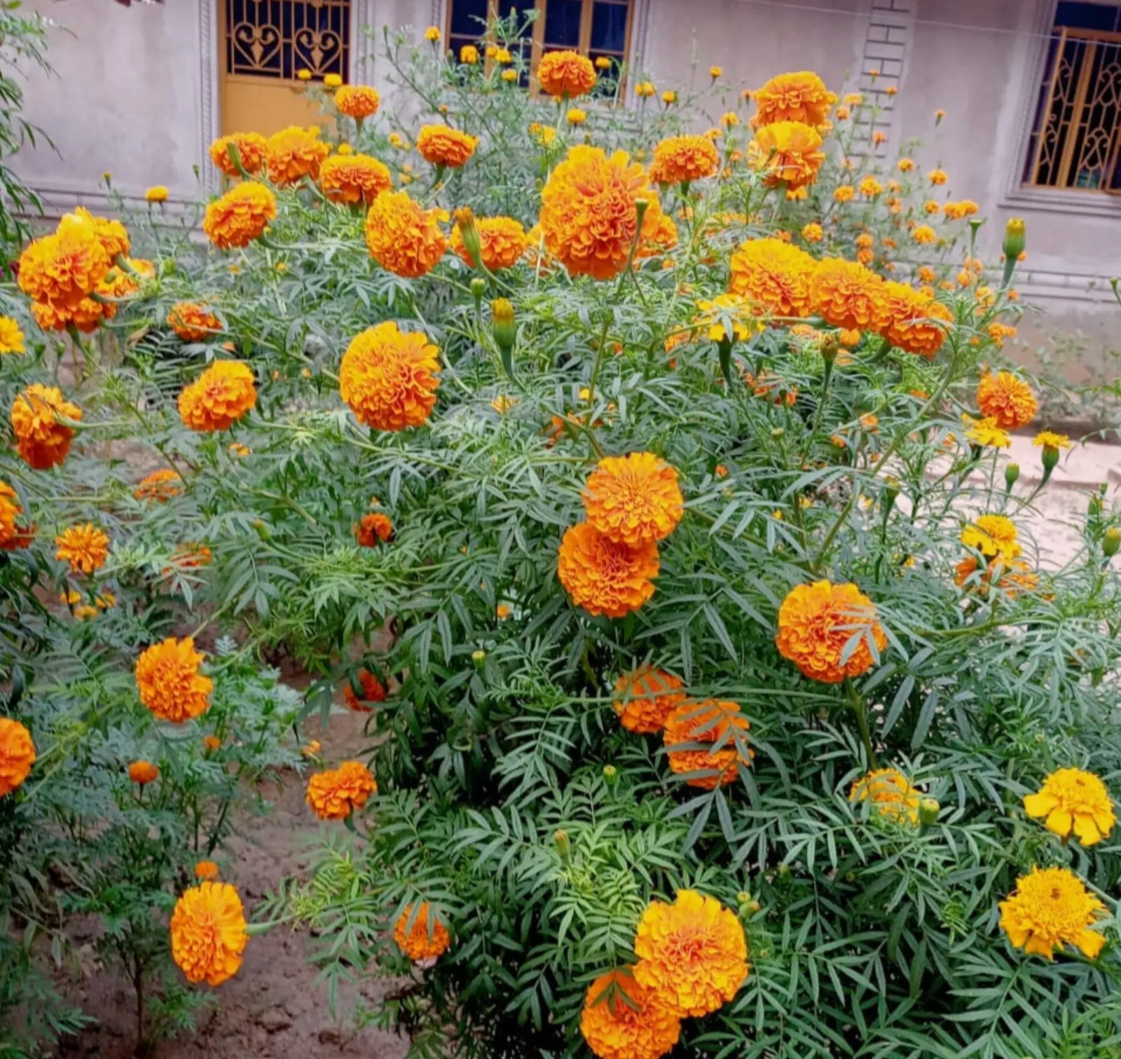 American Marigold (Tagetes Erecta) — The flower heads can grow to notable sizes; also known as the African Marigold, image 107