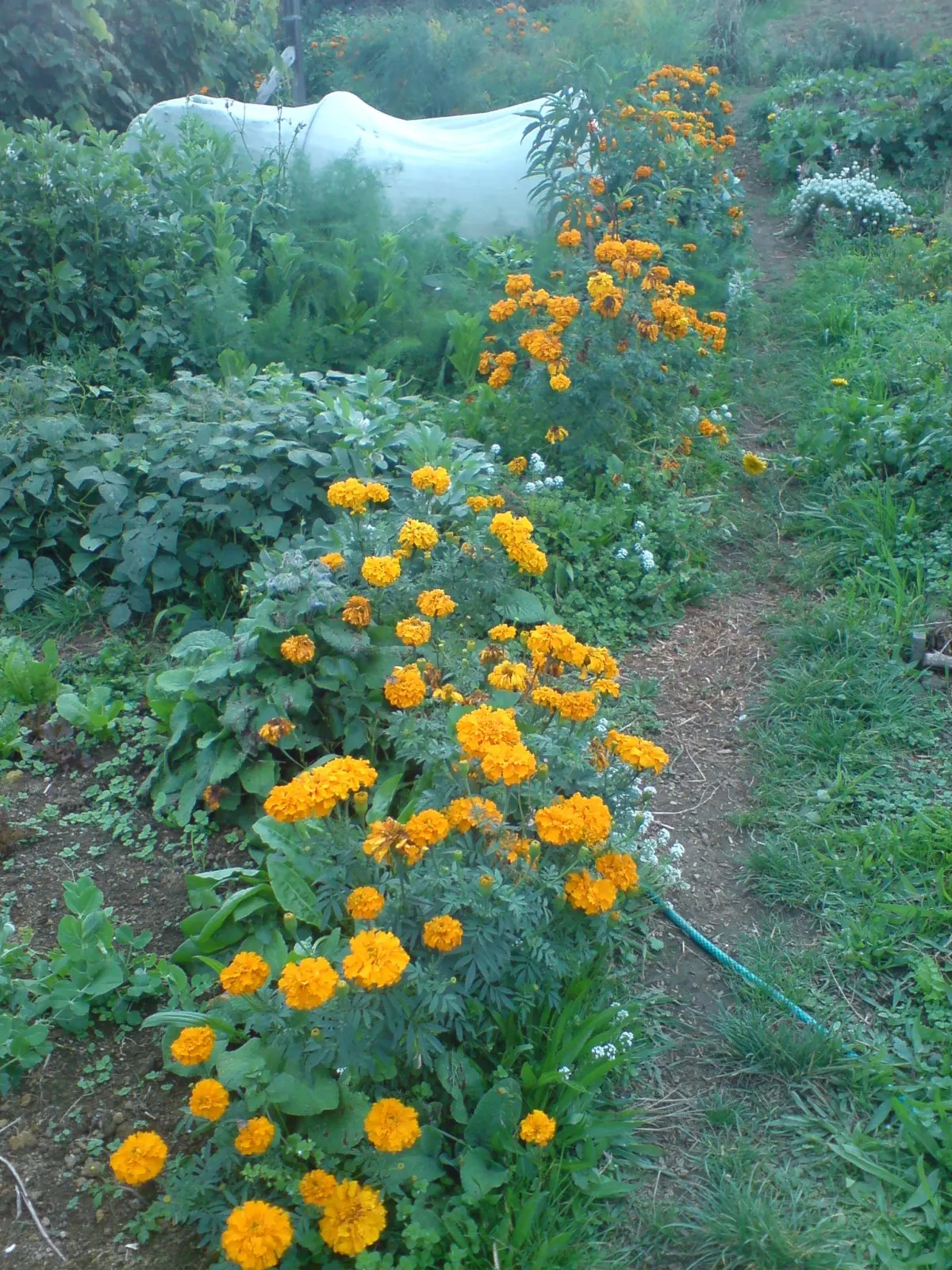American Marigold (Tagetes Erecta) — boasts vibrant yellow to orange blooms; with a preference for well-drained soil, T, image 65