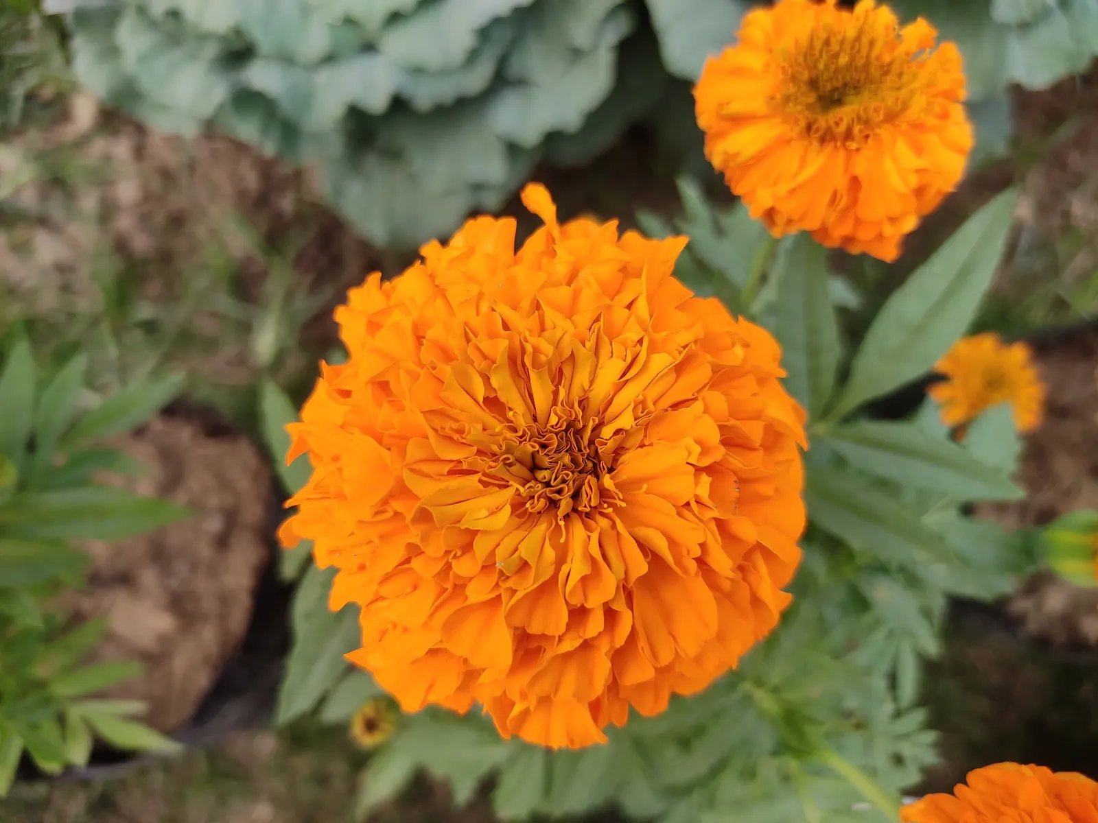 American Marigold (Tagetes Erecta) — boasts vibrant yellow to orange blooms