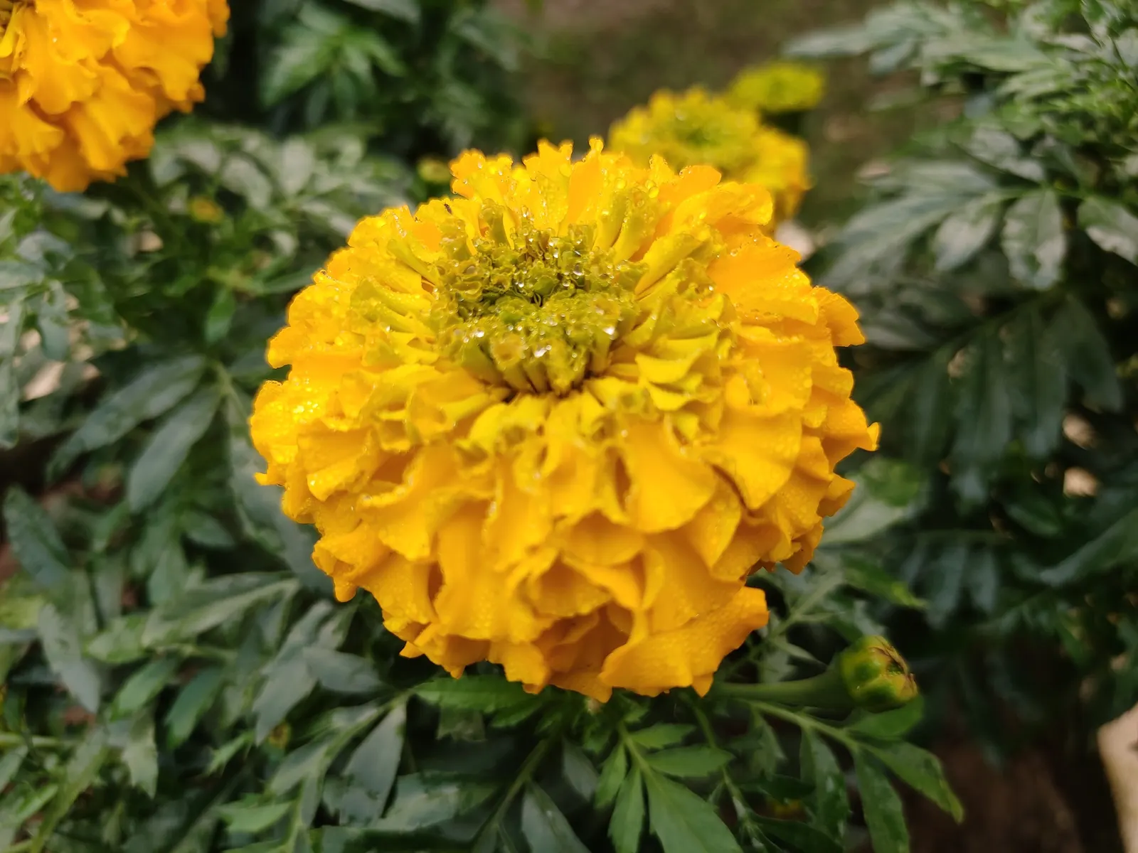 American Marigold (Tagetes Erecta) — erecta has moderate water requirements