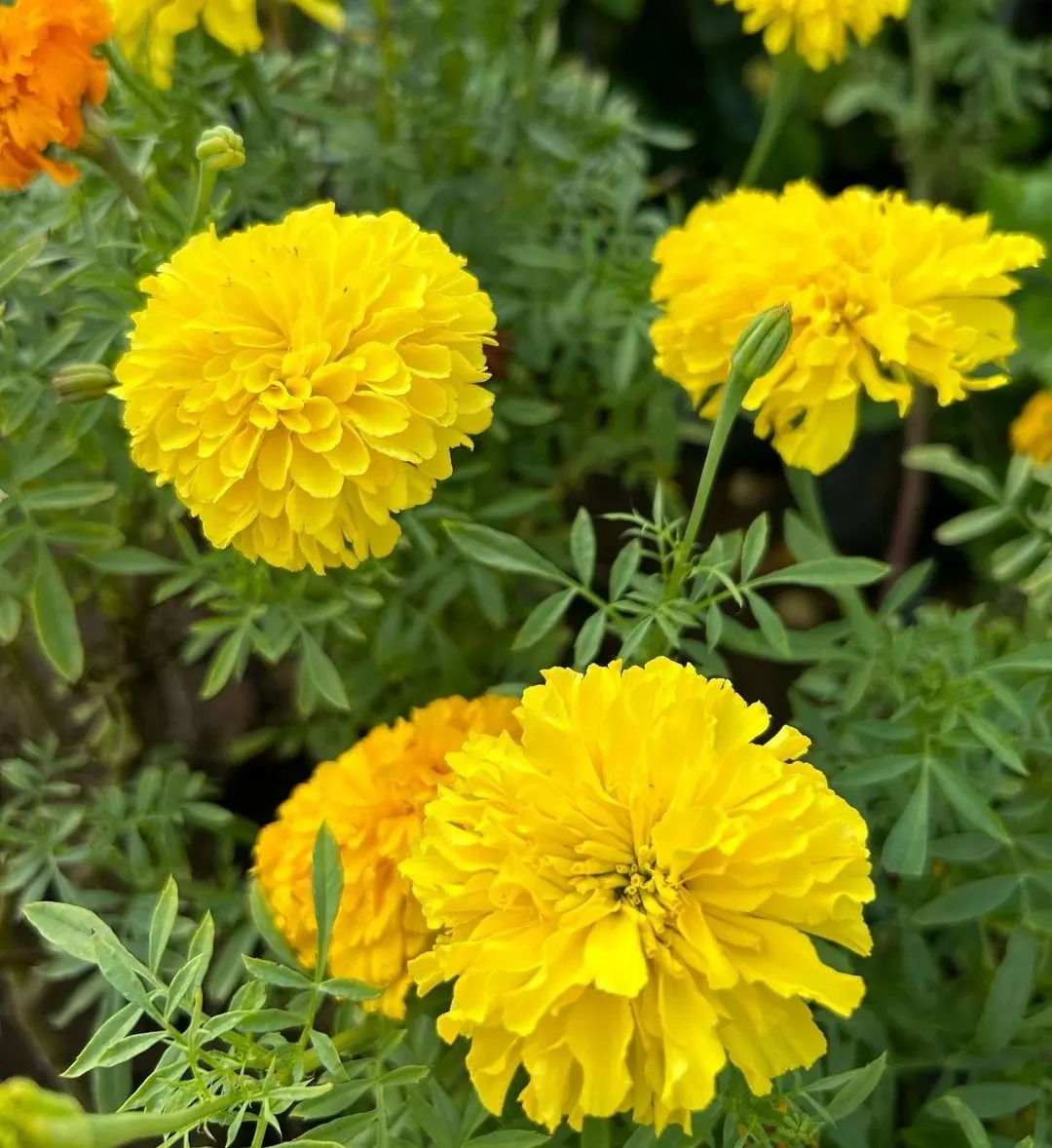 American Marigold (Tagetes Erecta) — annual for full; recurrent deadheading will encourage further flowering, ensuring a vibrant display throughout, image 124
