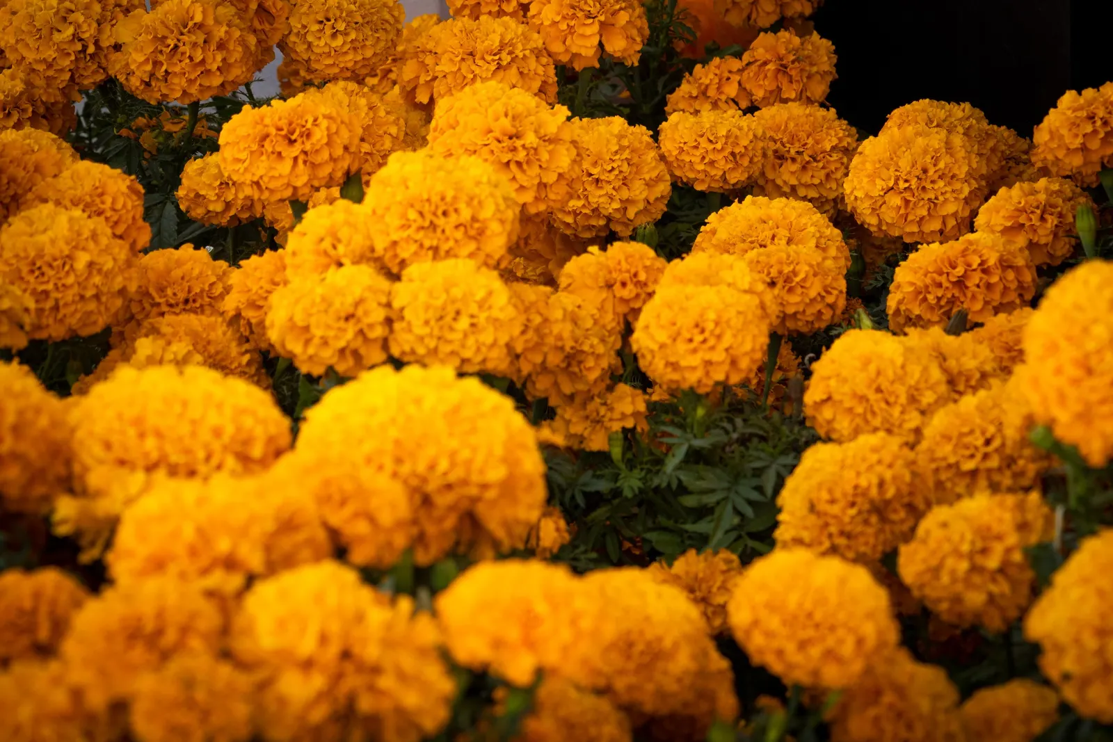 American Marigold (Tagetes Erecta) — thriving from early summer to frost; often reaching diameters between 2 to 5 inches, image 100