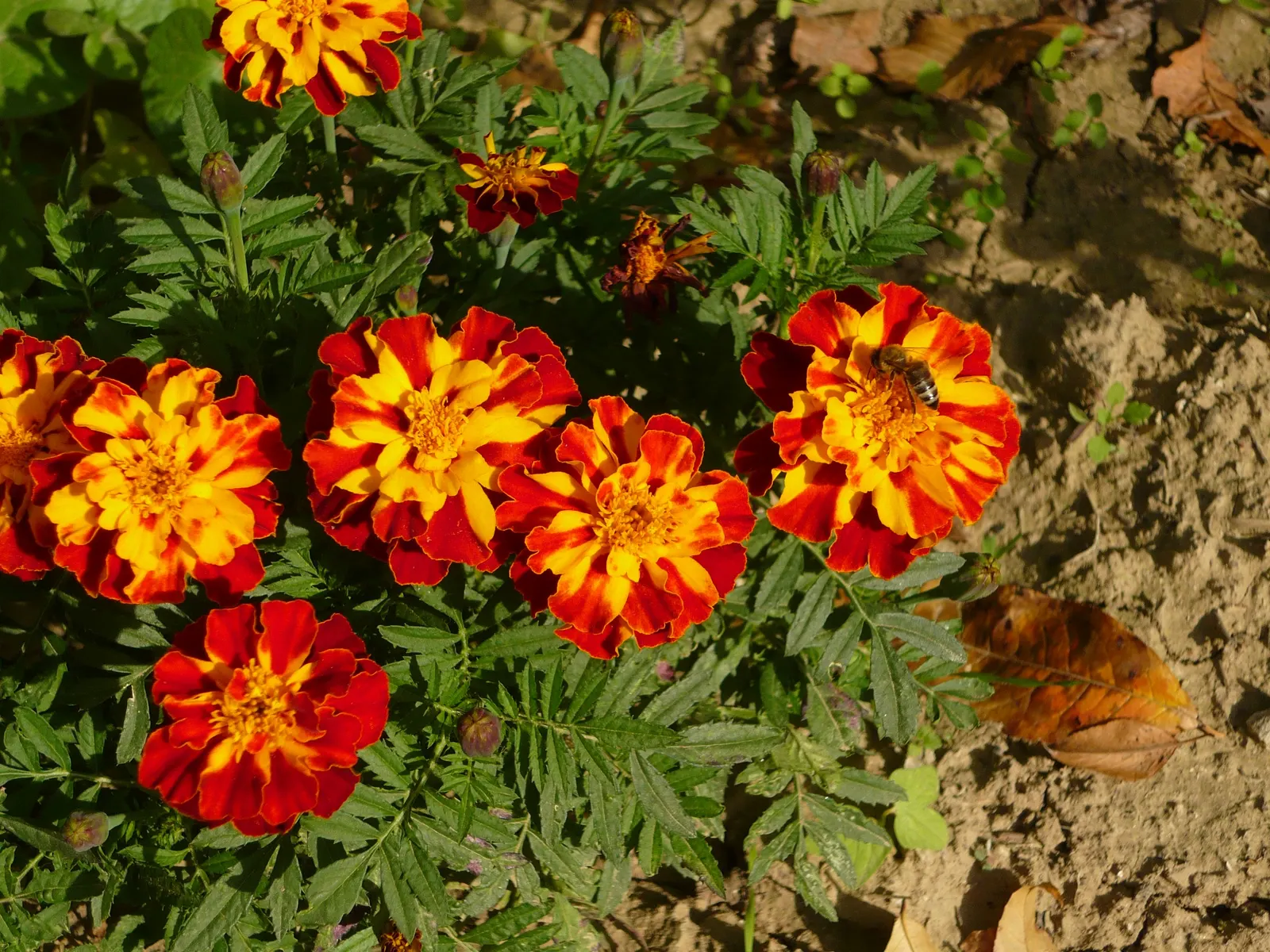 American Marigold (Tagetes Erecta) — in mass plantings for visual impact