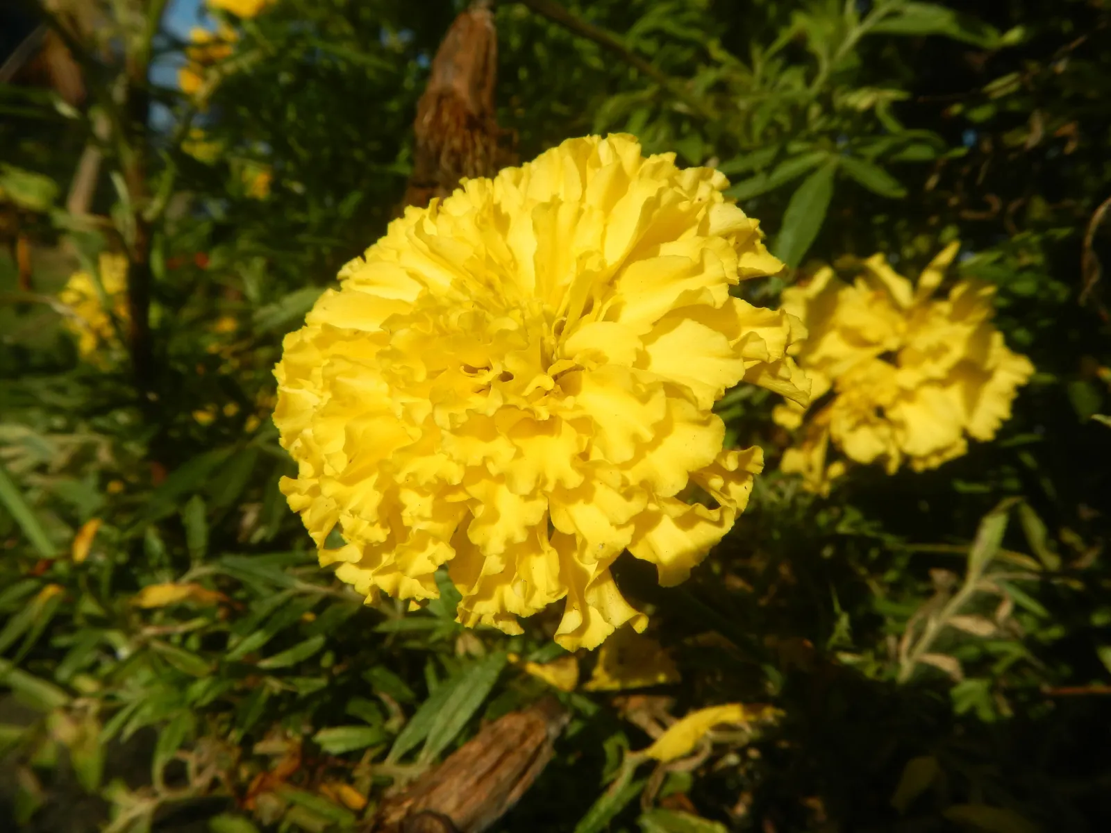 American Marigold (Tagetes Erecta) — supporting pest control and delivering continual blooms which are excellent for cutting gardens; annual for full