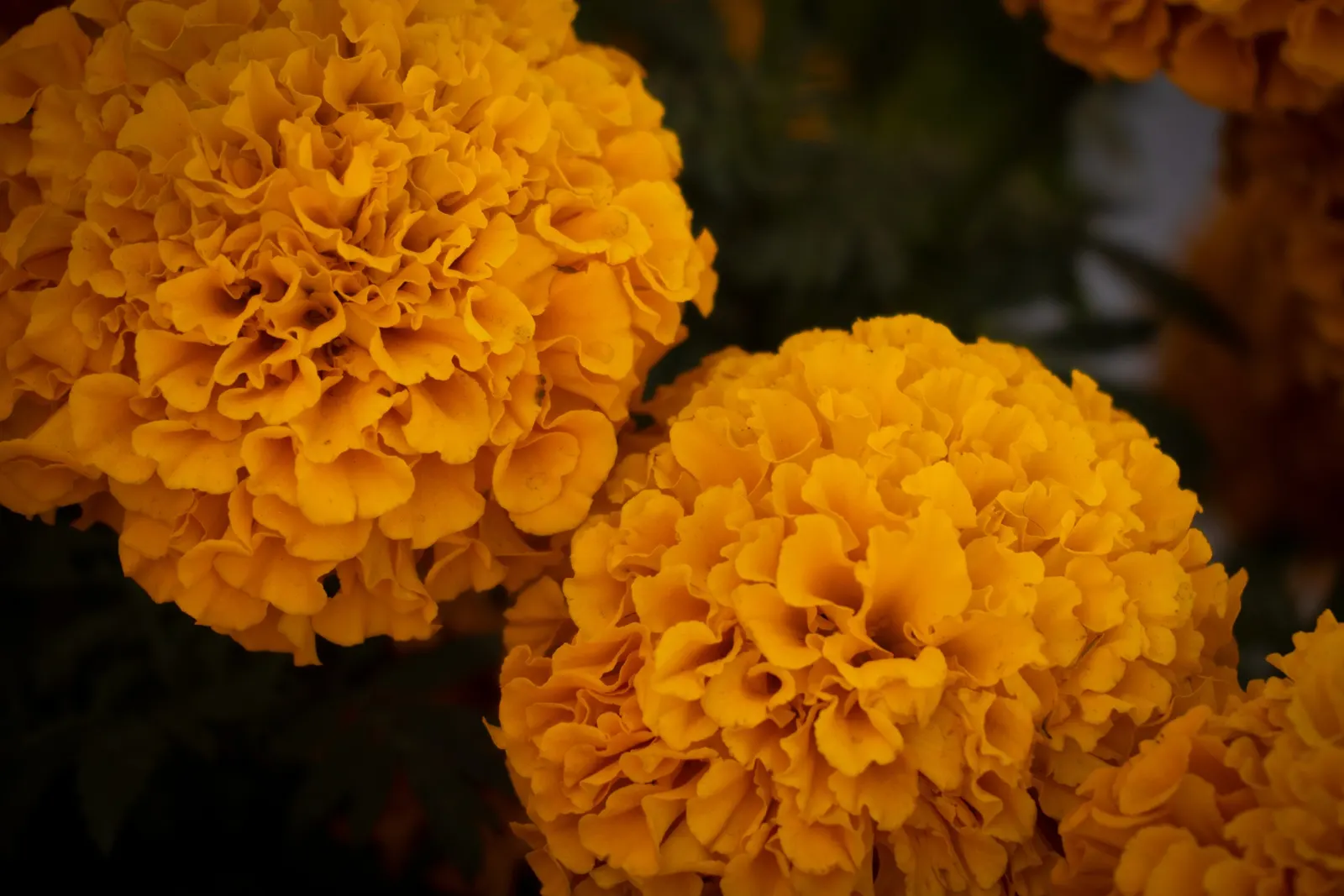 American Marigold (Tagetes Erecta) — Recurrent deadheading will encourage further flowering, ensuring a vibrant display throughout the season, image 121