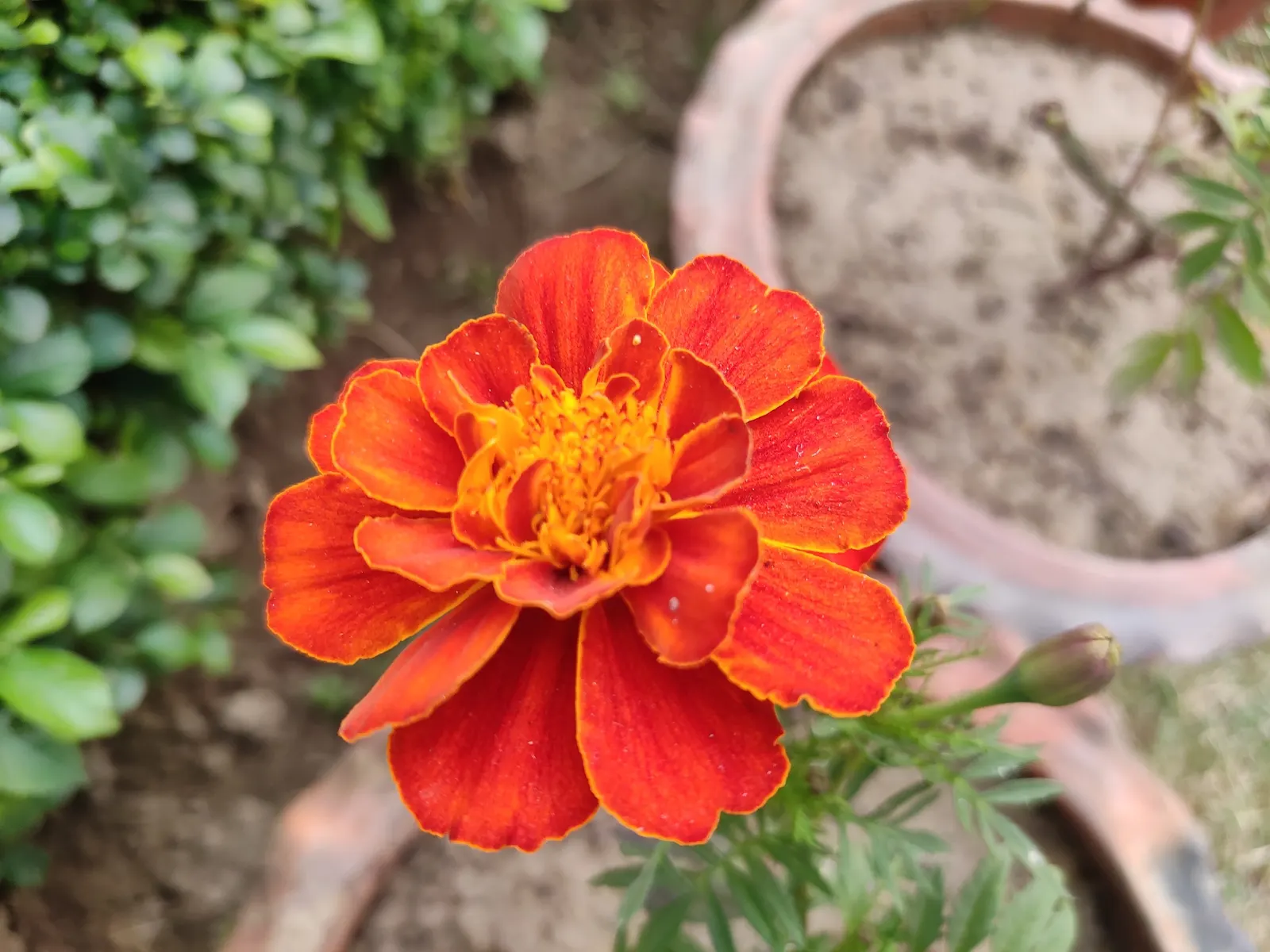 American Marigold (Tagetes Erecta) — showy blooms that present a brilliant display of gold; tagetes erecta offers not only a vivid aesthetic but also