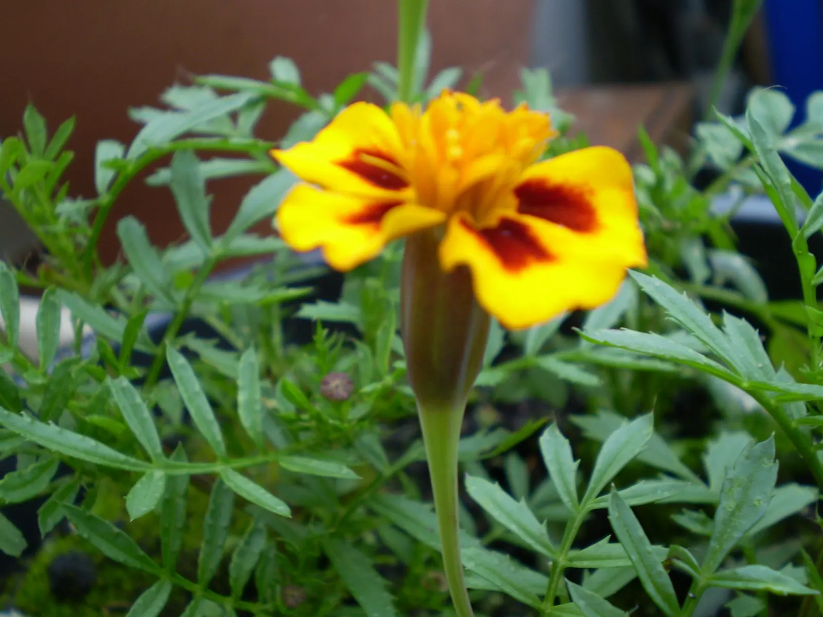 American Marigold (Tagetes Erecta) — showy blooms that present a brilliant display of gold
