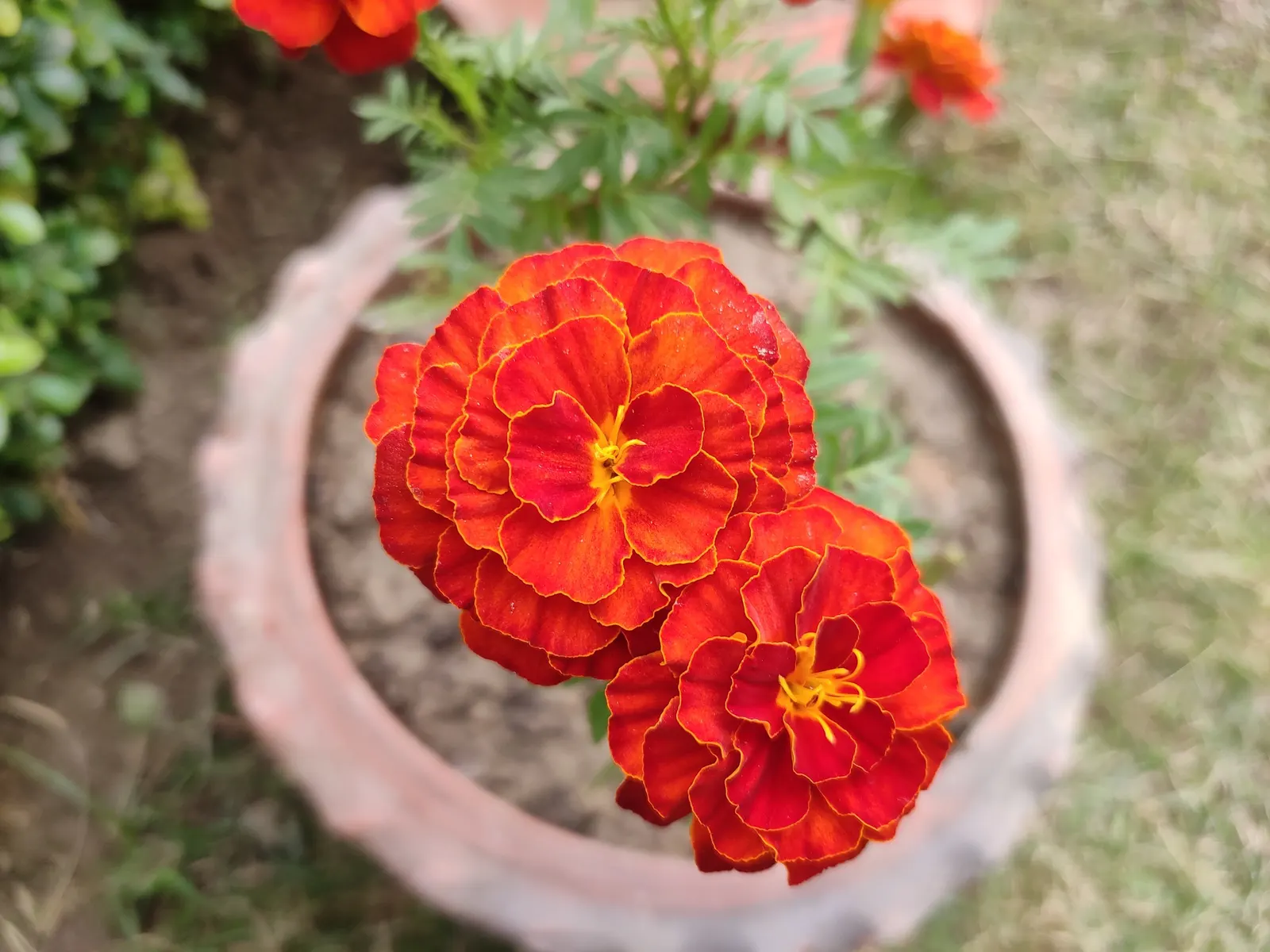 American Marigold (Tagetes Erecta) — erecta has moderate water requirements; its bold flowers and rich foliage