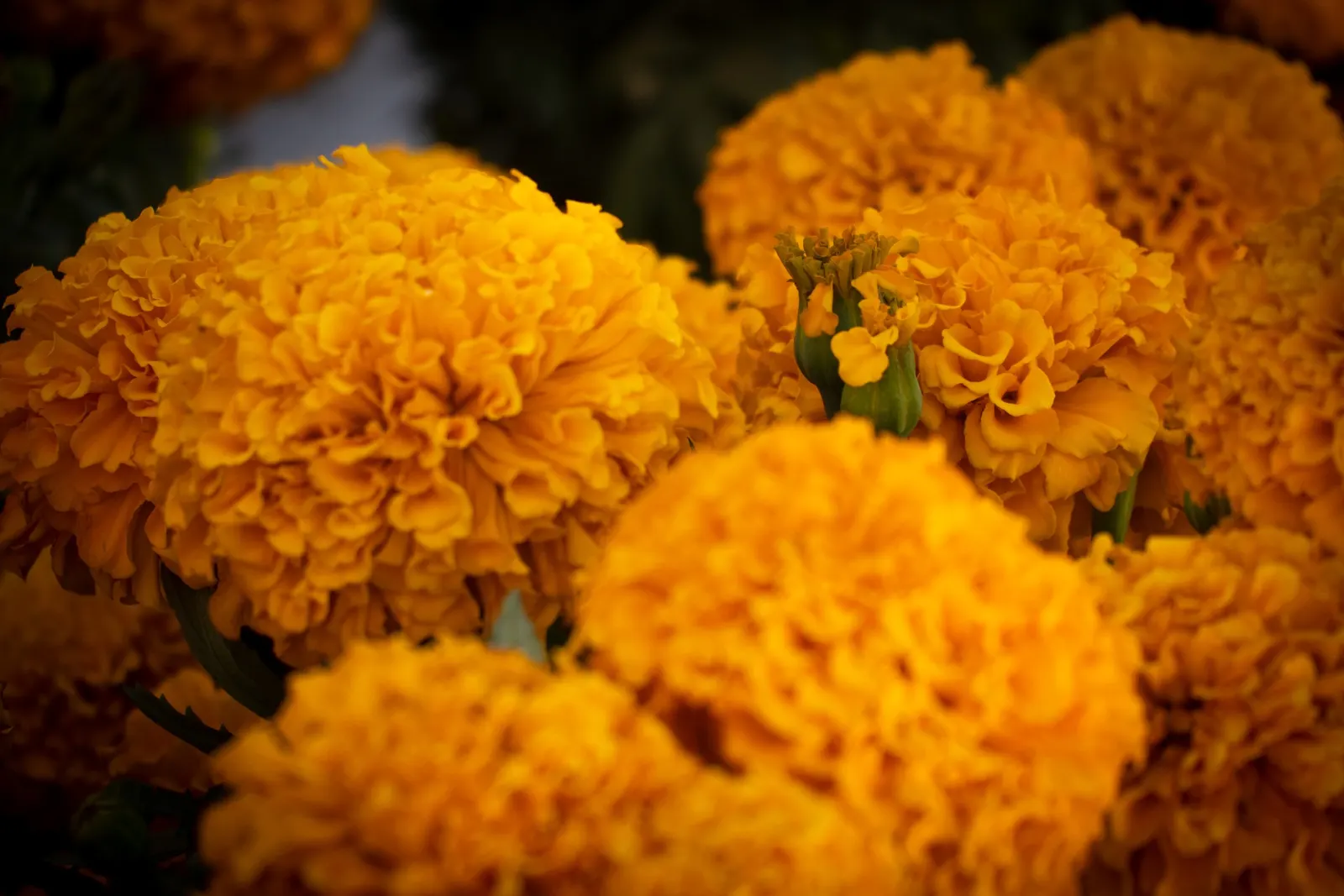American Marigold (Tagetes Erecta) — typically from late spring until frost.<br><br>In designs that seek to incorporate these exuberant flowers, image 87