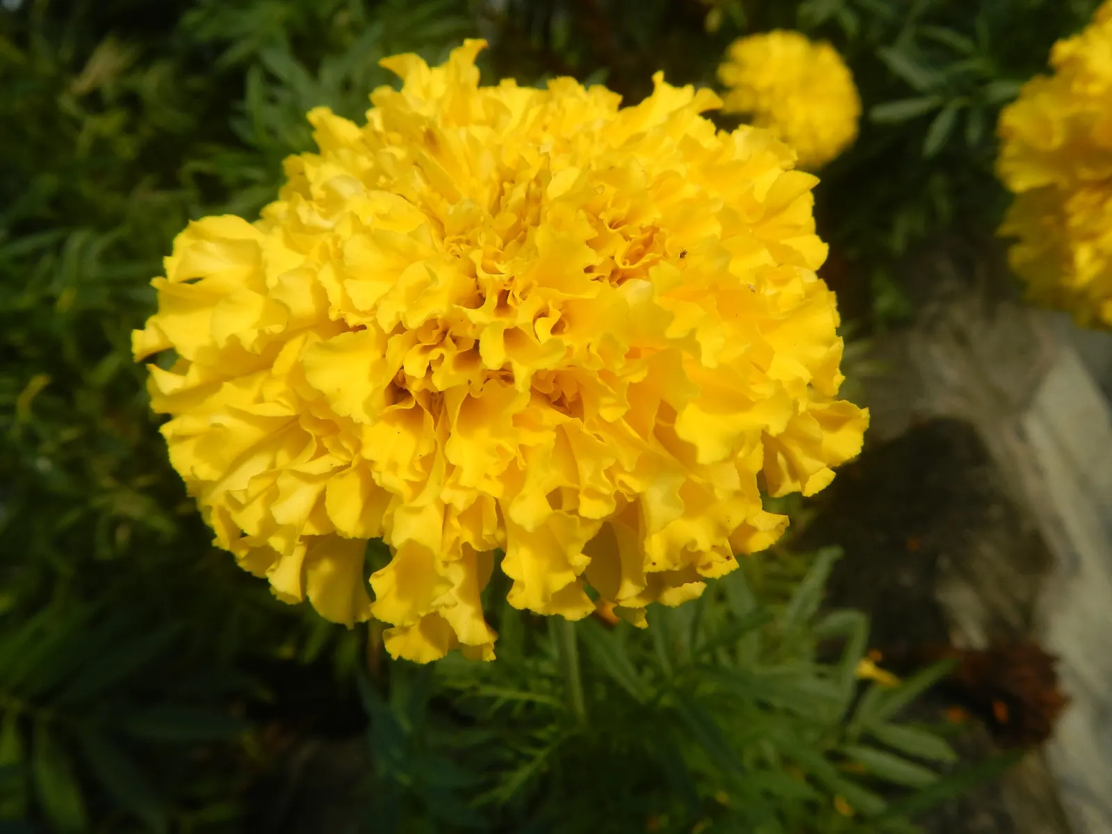 American Marigold (Tagetes Erecta) — often reaching diameters between 2 to 5 inches; while also repelling garden pests with its distinctive scent