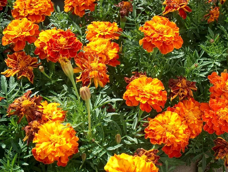 American Marigold (Tagetes Erecta) — in mass plantings for visual impact; boasts vibrant yellow to orange blooms, image 85
