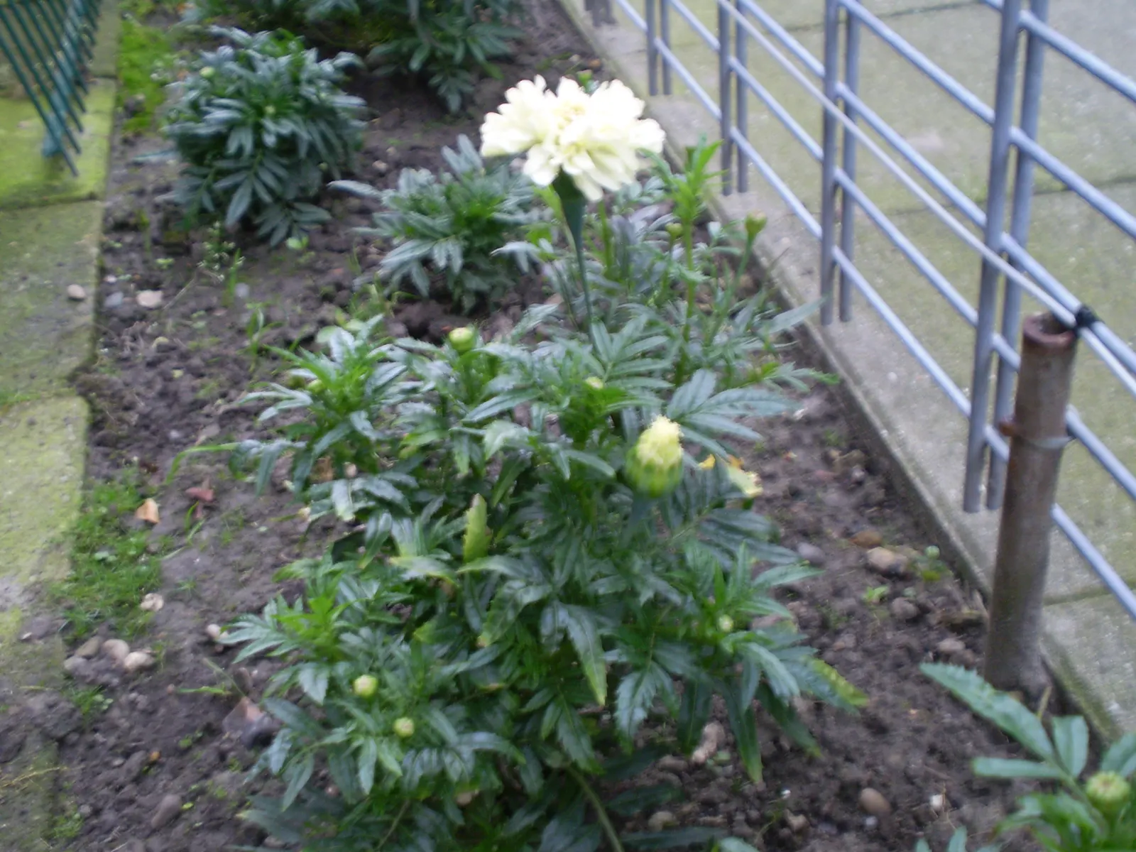 American Marigold (Tagetes Erecta) — Its bold flowers and rich foliage