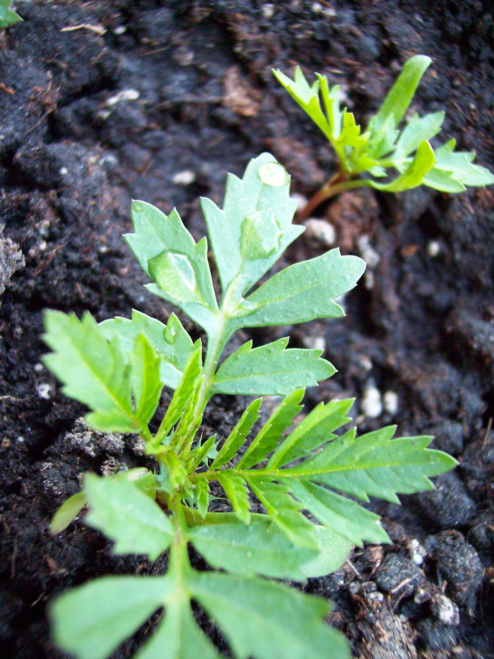 American Marigold (Tagetes Erecta) — making them exceptional companion plants; making them relatively low maintenance, image 145