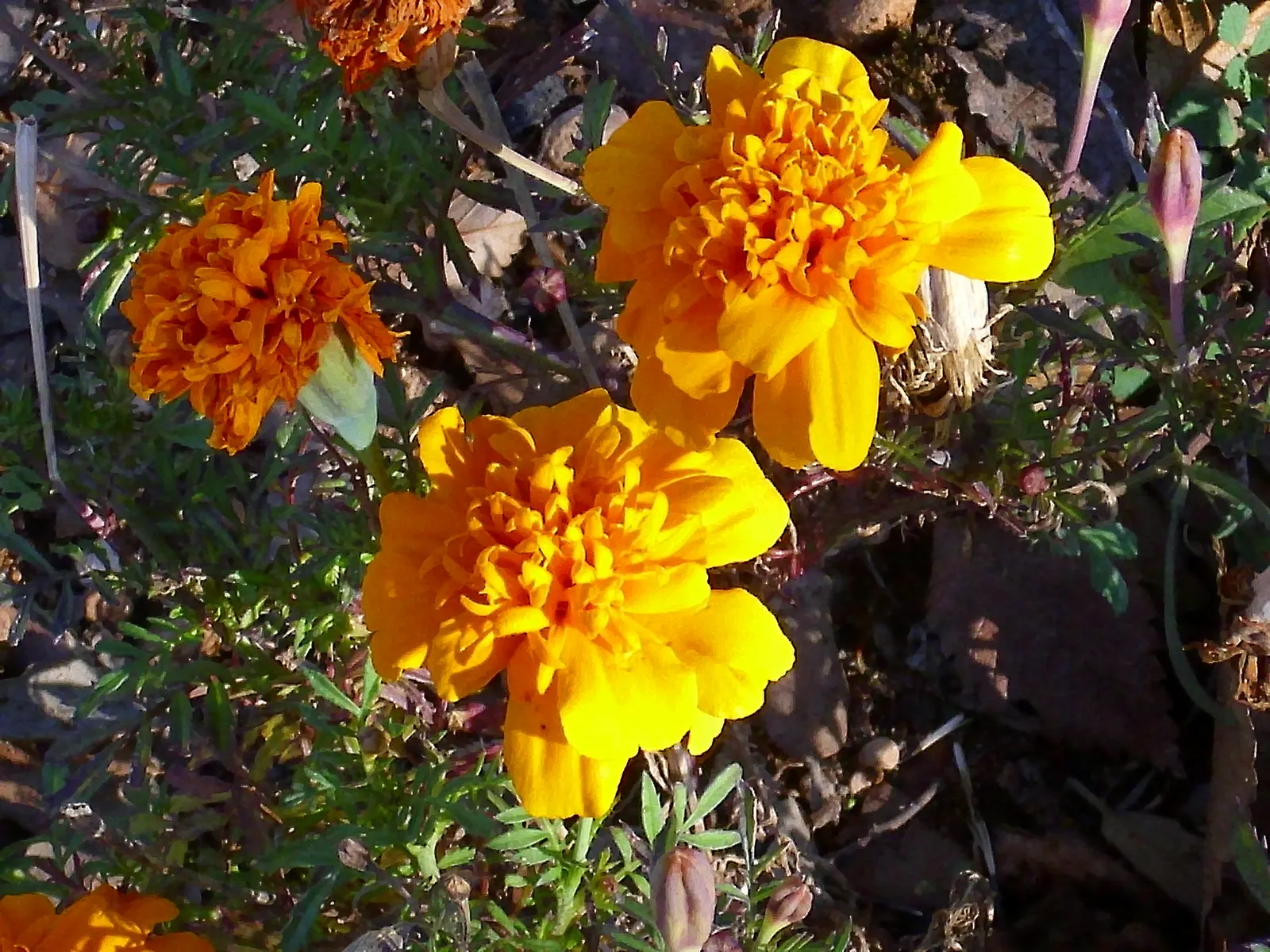 American Marigold (Tagetes Erecta) — With a preference for well-drained soil, T