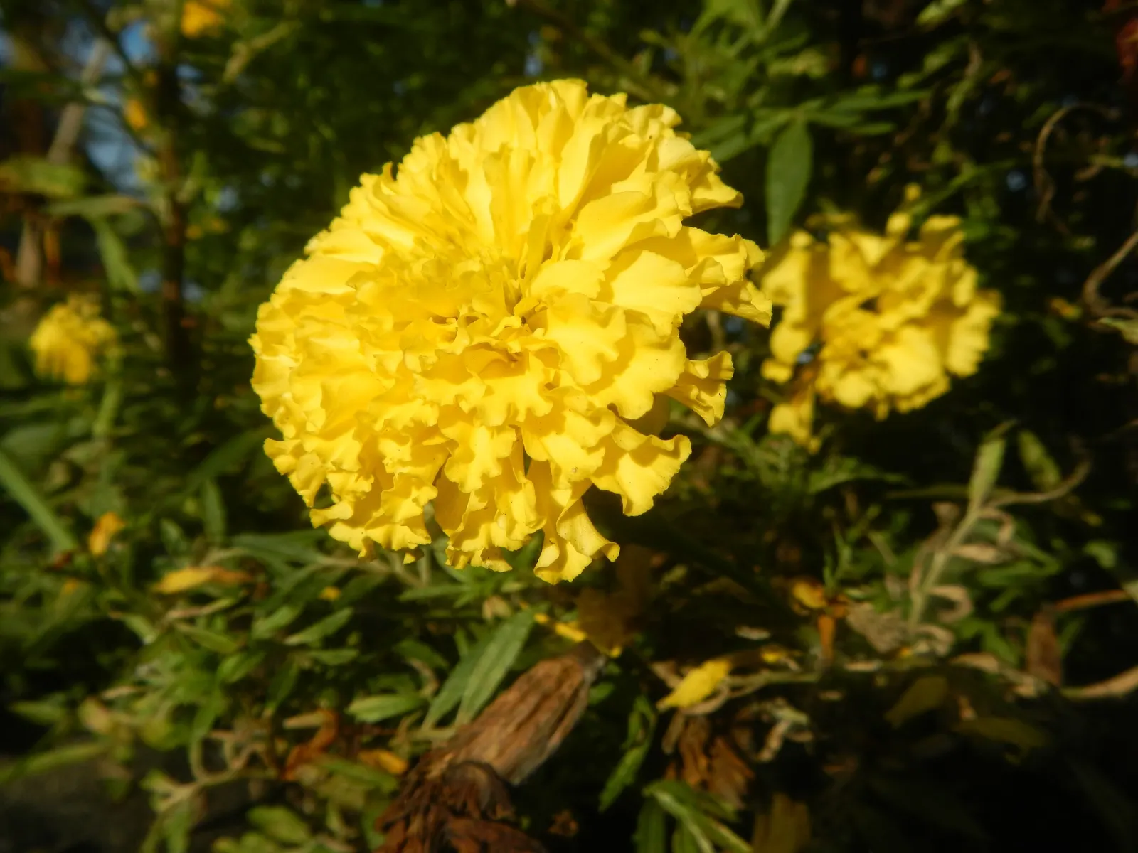 American Marigold (Tagetes Erecta) — making them exceptional companion plants; making them relatively low maintenance