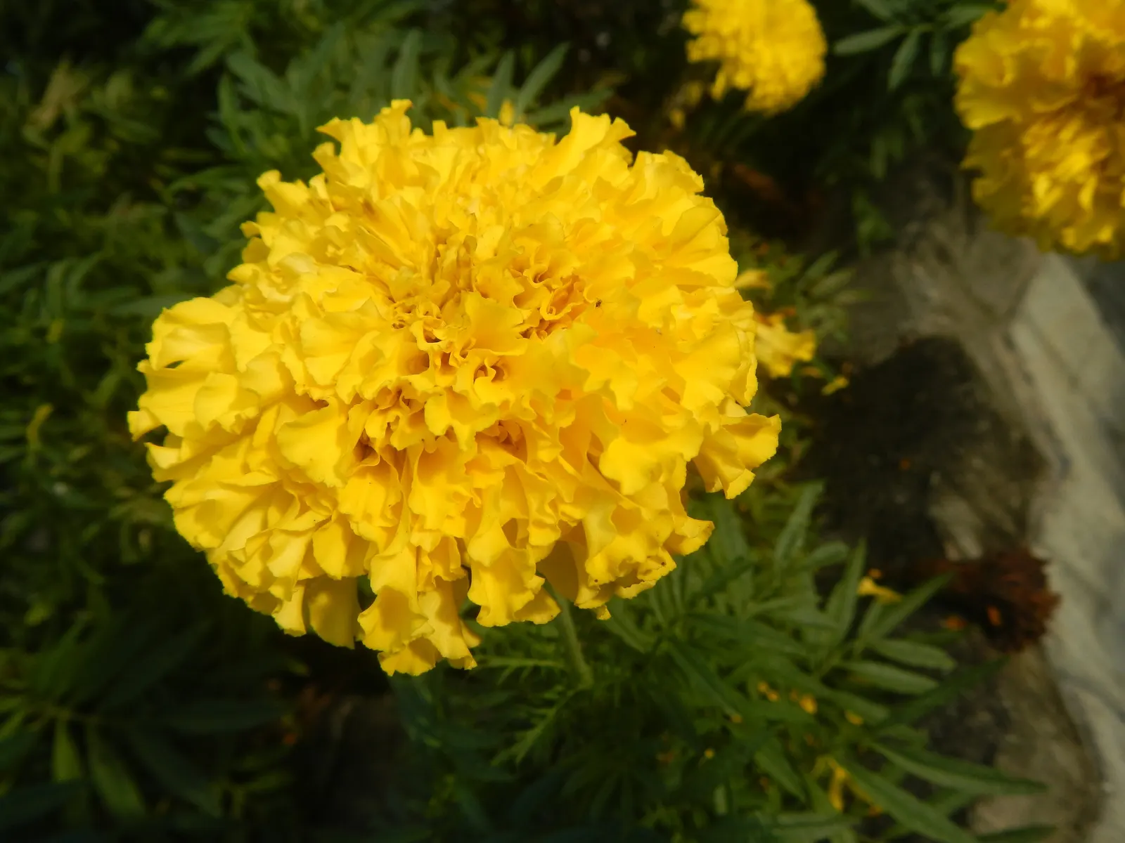 American Marigold (Tagetes Erecta) — also known as the African Marigold; department of Agriculture hardiness zones 2 through 11