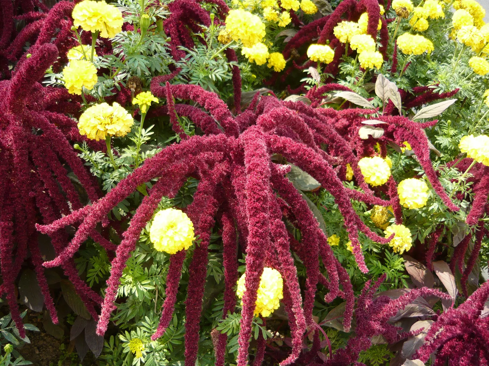 American Marigold (Tagetes Erecta) — while also repelling garden pests with its distinctive scent; yellow flowers in the garden, image 102
