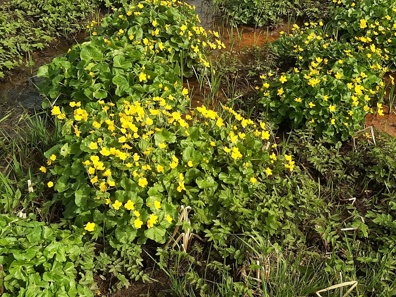 American Marigold (Tagetes Erecta) — annual for full; recurrent deadheading will encourage further flowering, ensuring a vibrant display throughout, image 93