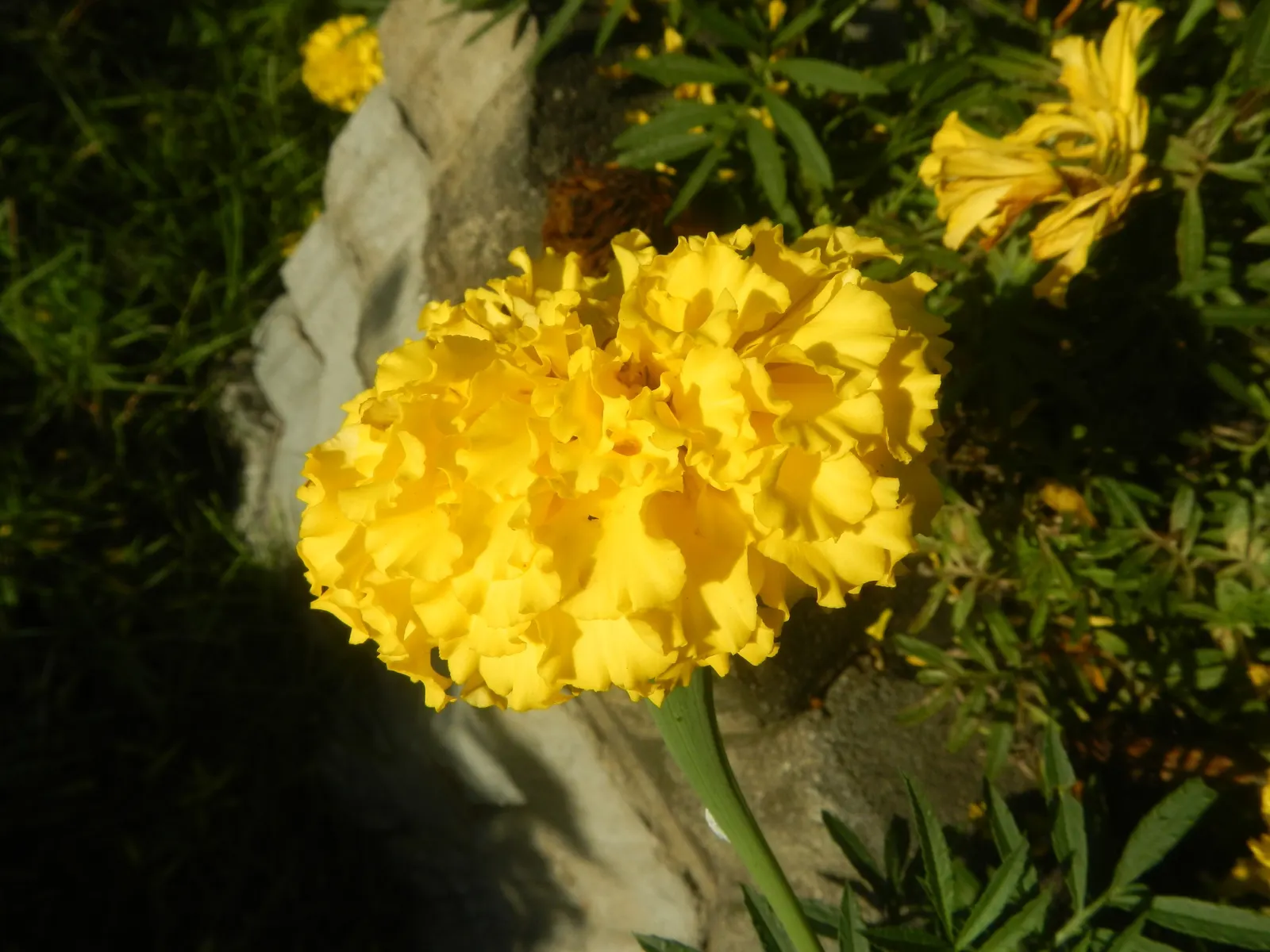 American Marigold (Tagetes Erecta) — although this may reduce their flowering prowess; in mass plantings for visual impact, image 79