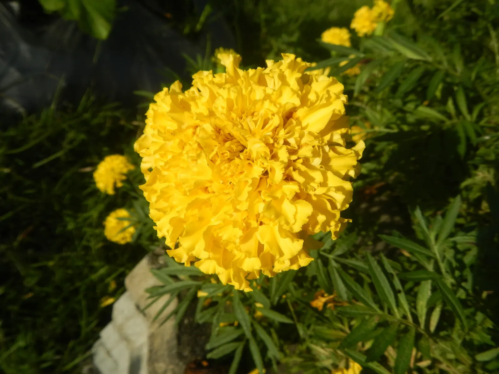American Marigold (Tagetes Erecta) — This annual can reach 1-3 feet in height and up to 2 feet in width