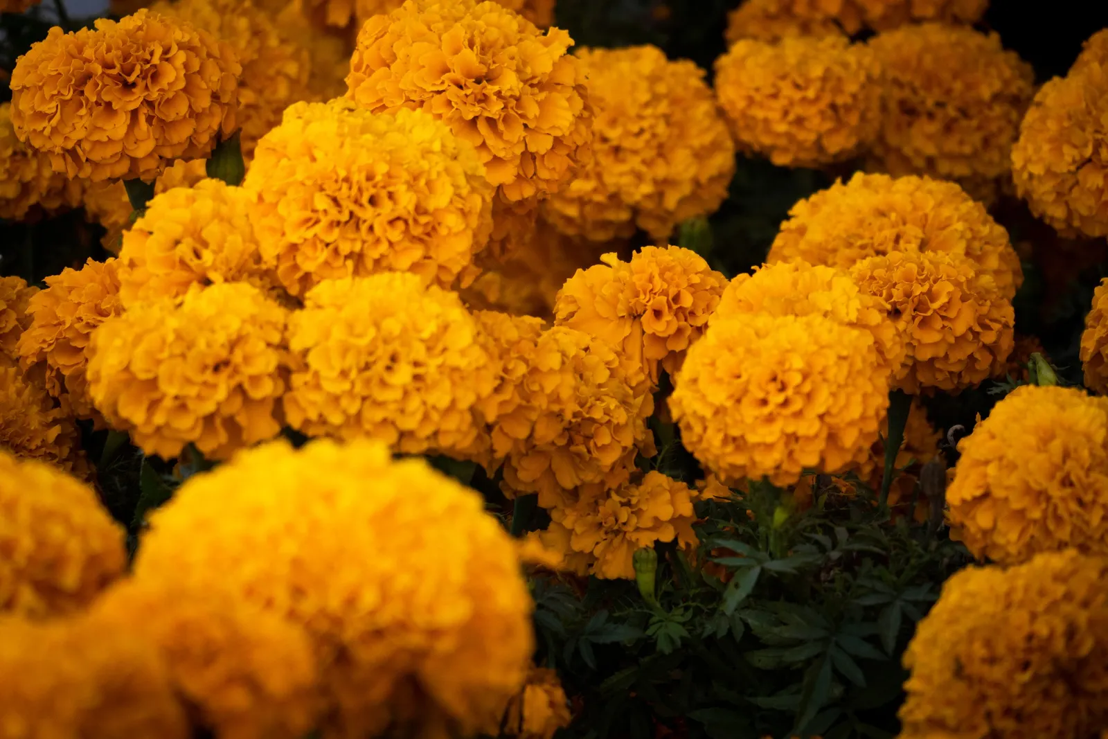 American Marigold (Tagetes Erecta) — showy blooms that present a brilliant display of gold; tagetes erecta offers not only a vivid aesthetic but, image 137