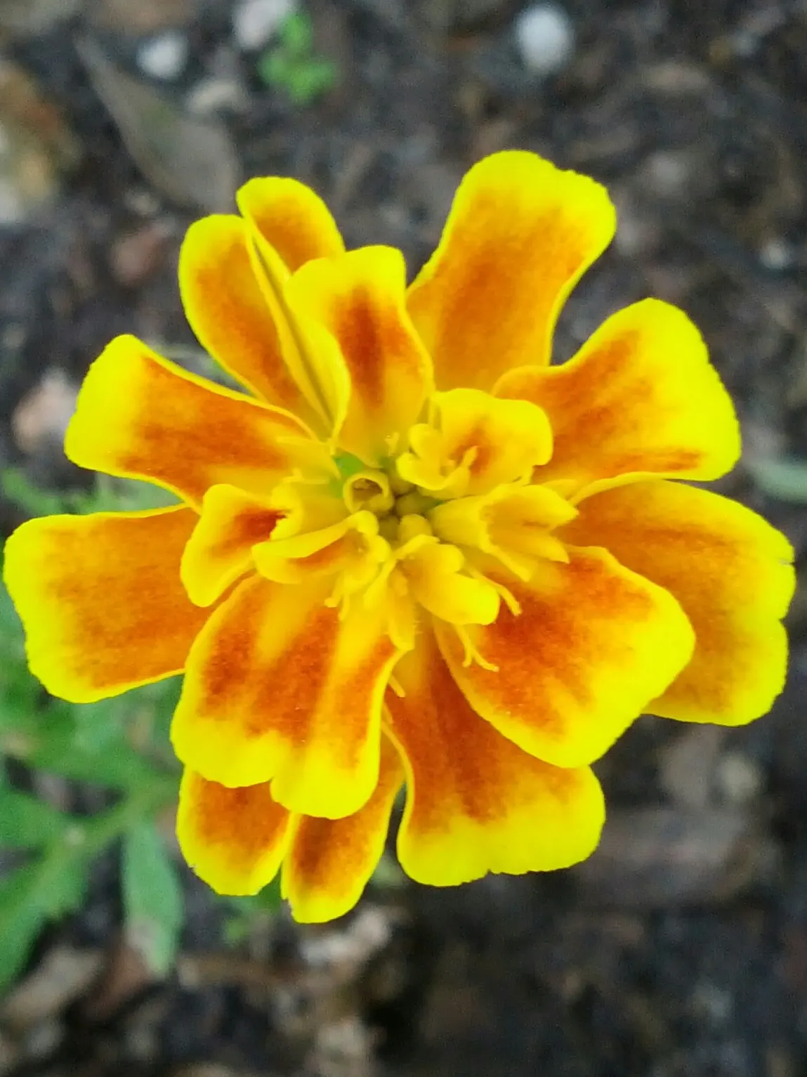 American Marigold (Tagetes Erecta) — making them exceptional companion plants; making them relatively low maintenance, image 83