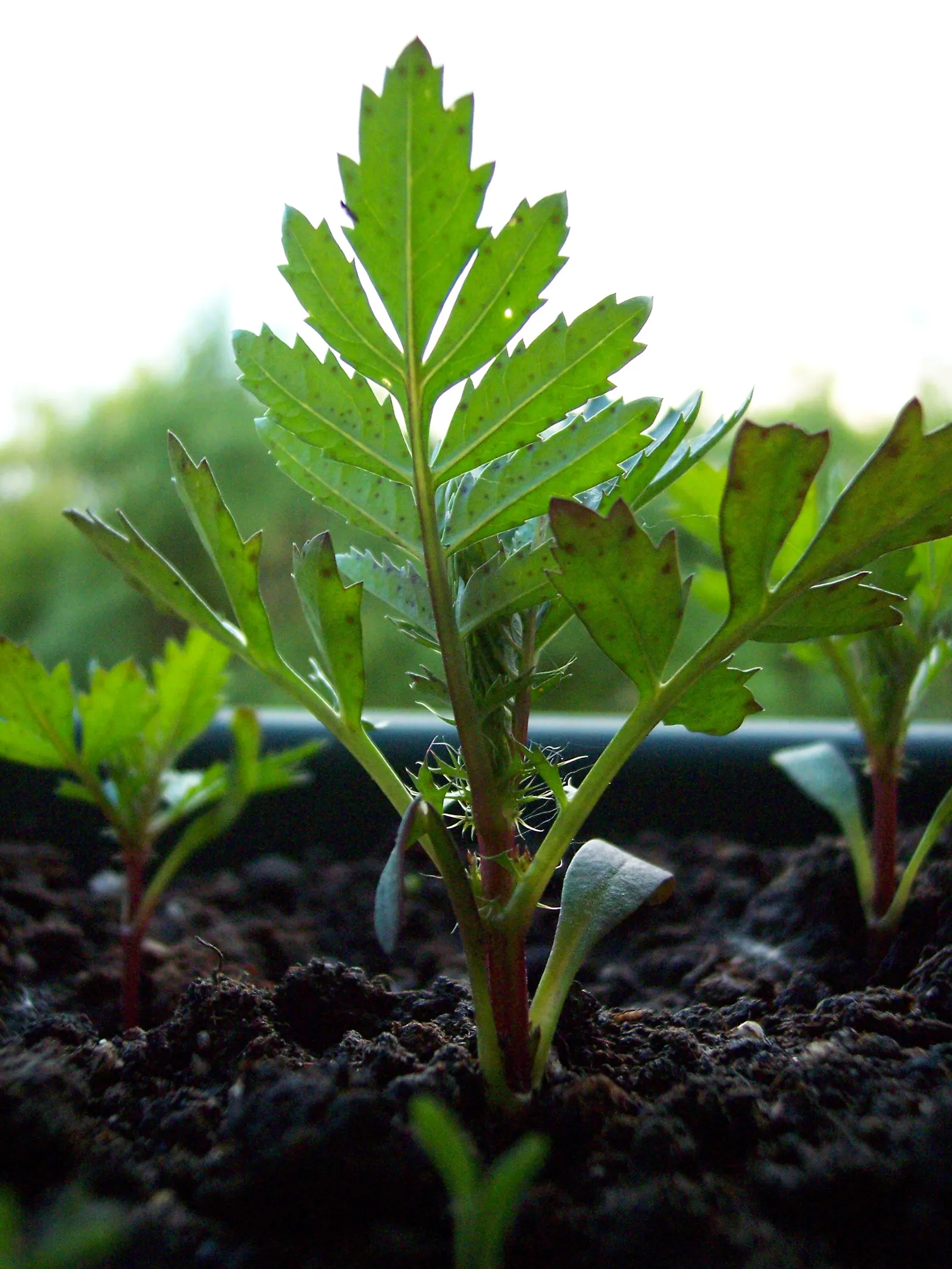 American Marigold (Tagetes Erecta) — often reaching diameters between 2 to 5 inches; while also repelling garden pests with its distinctive scent, image 139