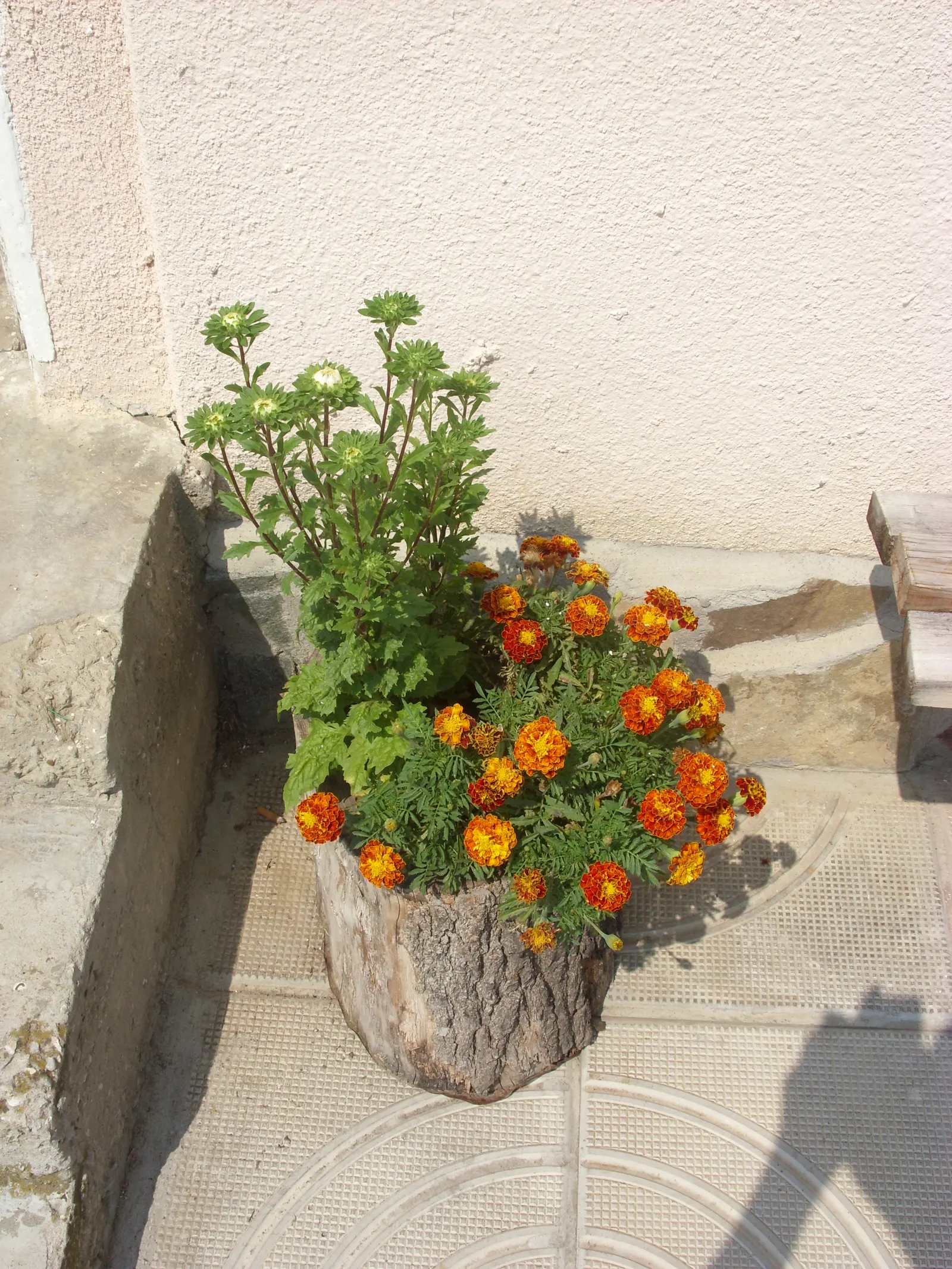 American Marigold (Tagetes Erecta) — They can be utilized as border plants; supporting pest control and delivering continual blooms which are, image 146