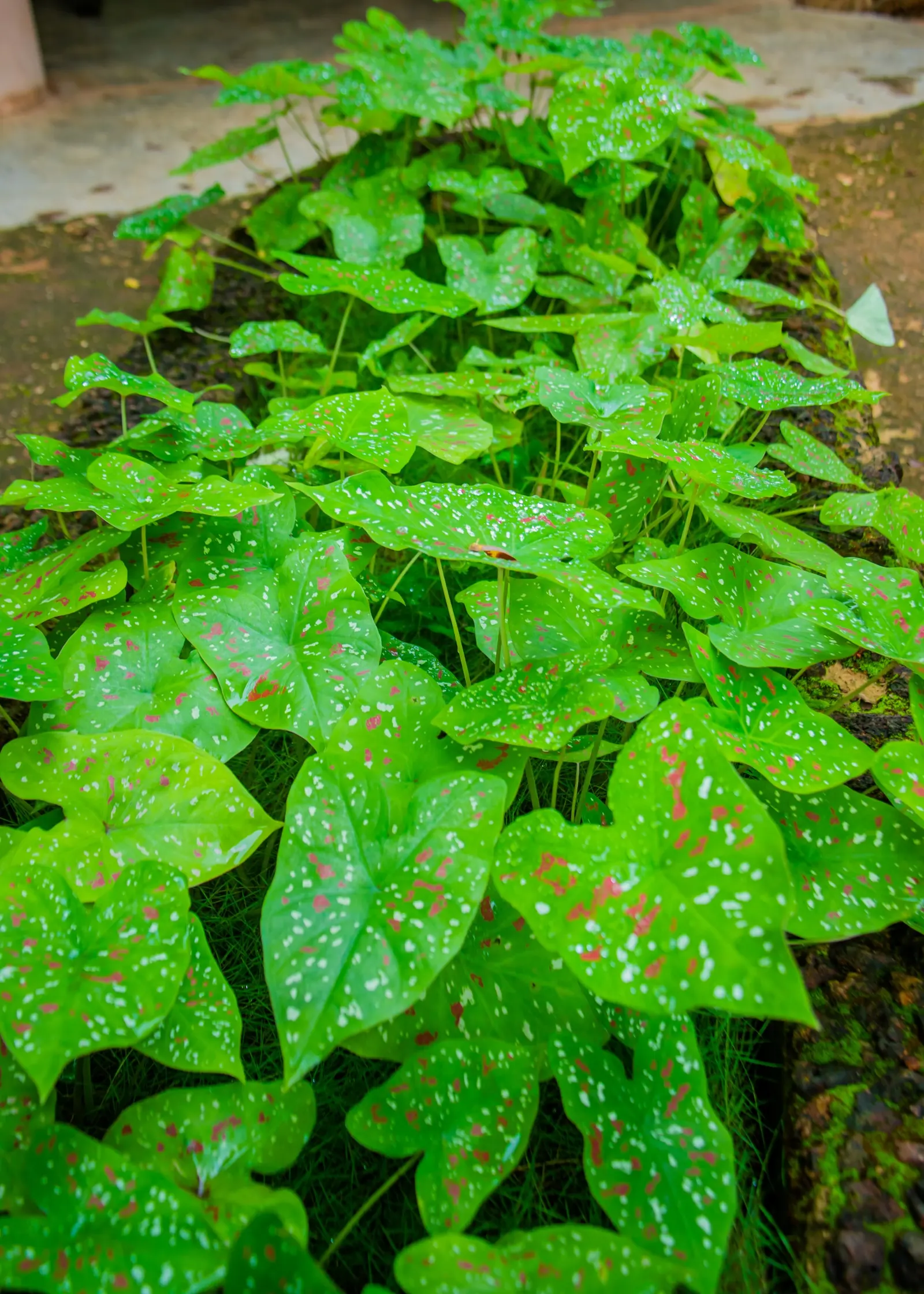 Fancy-Leafed Caladium (Caladium Bicolor) — consider their preference for moist