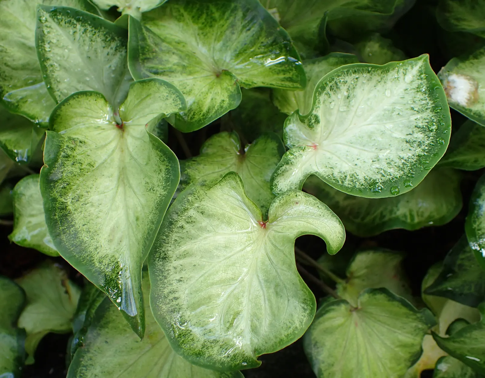 Fancy-Leafed Caladium (Caladium Bicolor) — water-soluble fertilizer every four to six weeks during the growing season