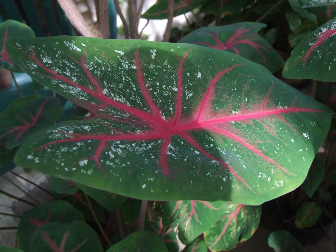 Fancy-Leafed Caladium (Caladium Bicolor) — The Fancy-Leafed Caladium (Caladium bicolor) is a tropical perennial showcasing broad, heart-shaped leaves