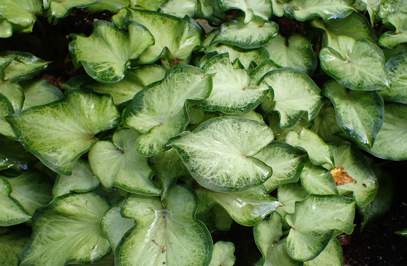 Fancy-Leafed Caladium (Caladium Bicolor) — contributing both vertical and horizontal interest to a design.<br><br>For optimal growth