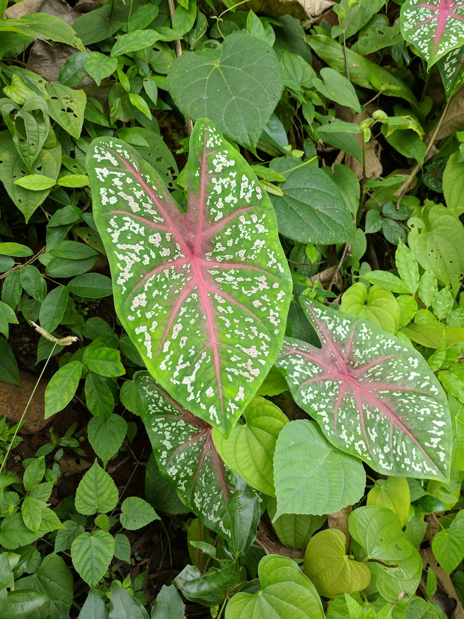 Fancy-Leafed Caladium (Caladium Bicolor) — Use Fancy-Leafed Caladiums to create vivid underplantings in shaded nooks