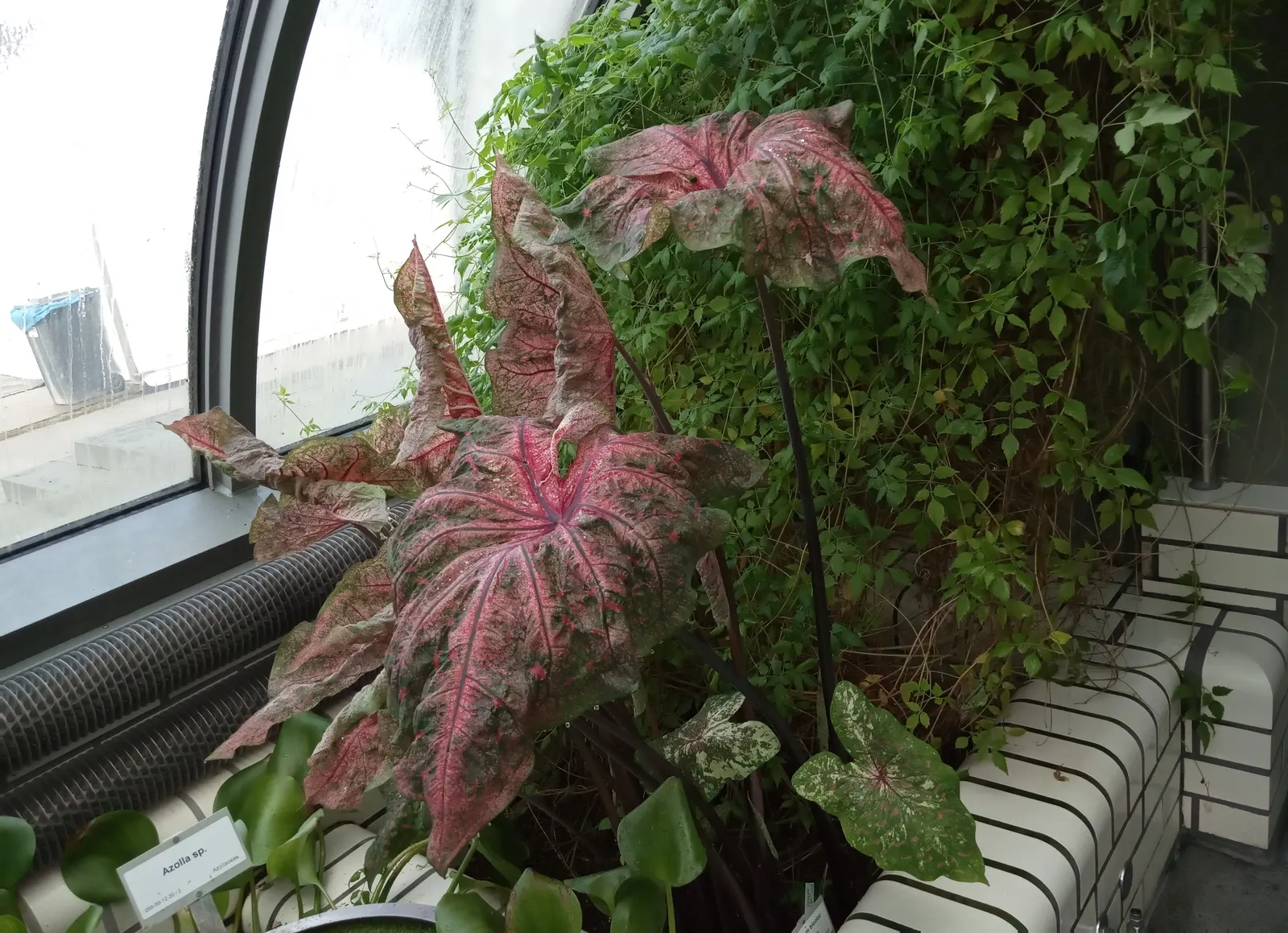 Fancy-Leafed Caladium (Caladium Bicolor) — which can grow up to 12 inches long and 6 to 8 inches wide