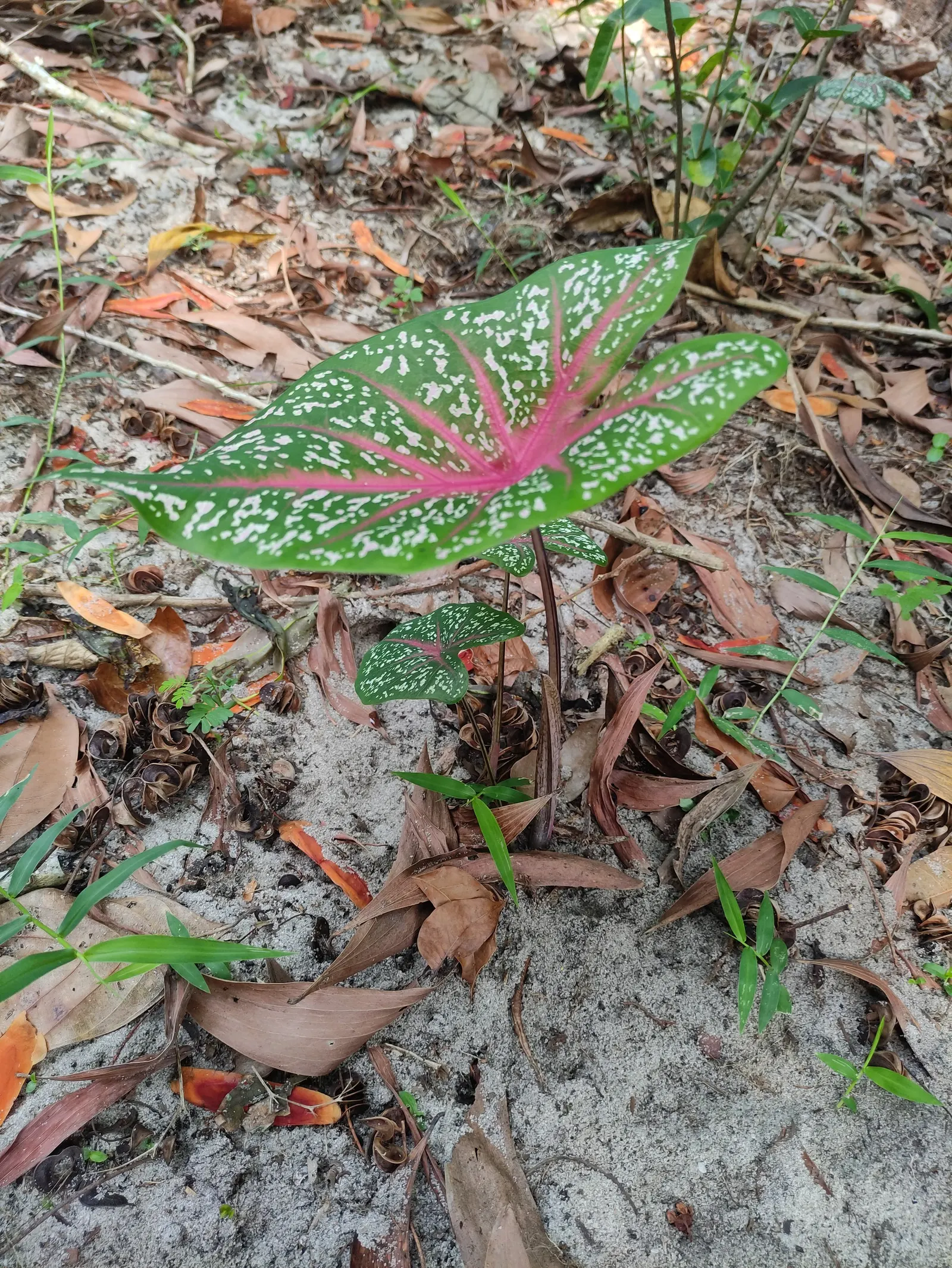 Fancy-Leafed Caladium (Caladium Bicolor) — Keep protected from cold temperatures