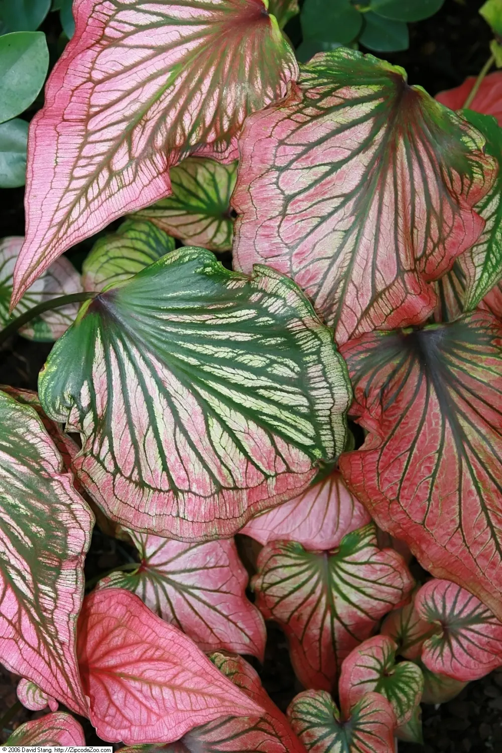 Fancy-Leafed Caladium (Caladium Bicolor) — well-drained soils and an environment protected from strong winds