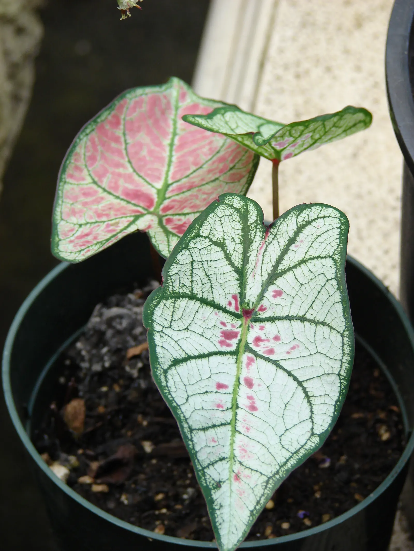 Fancy-Leafed Caladium (Caladium Bicolor) — Reaching 1-2.5 feet in height and width