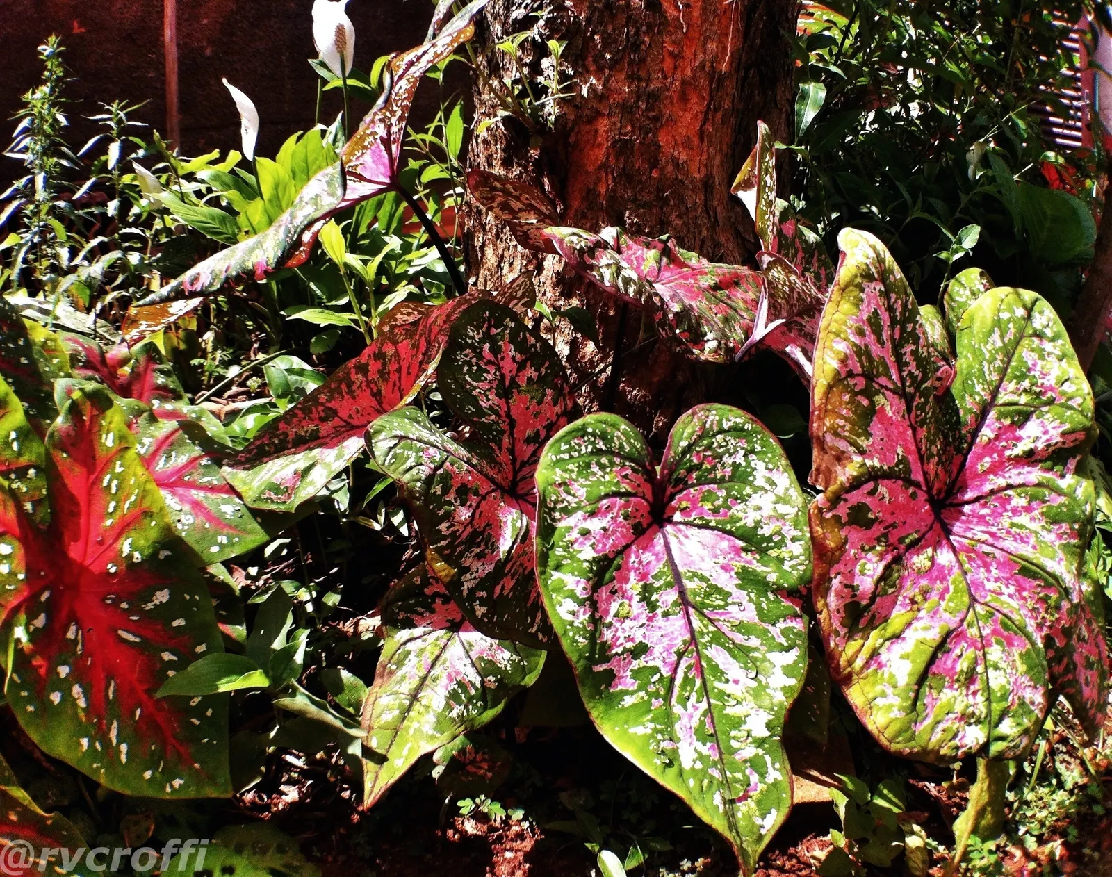 Fancy-Leafed Caladium (Caladium Bicolor) — strike contrast with darker foliage
