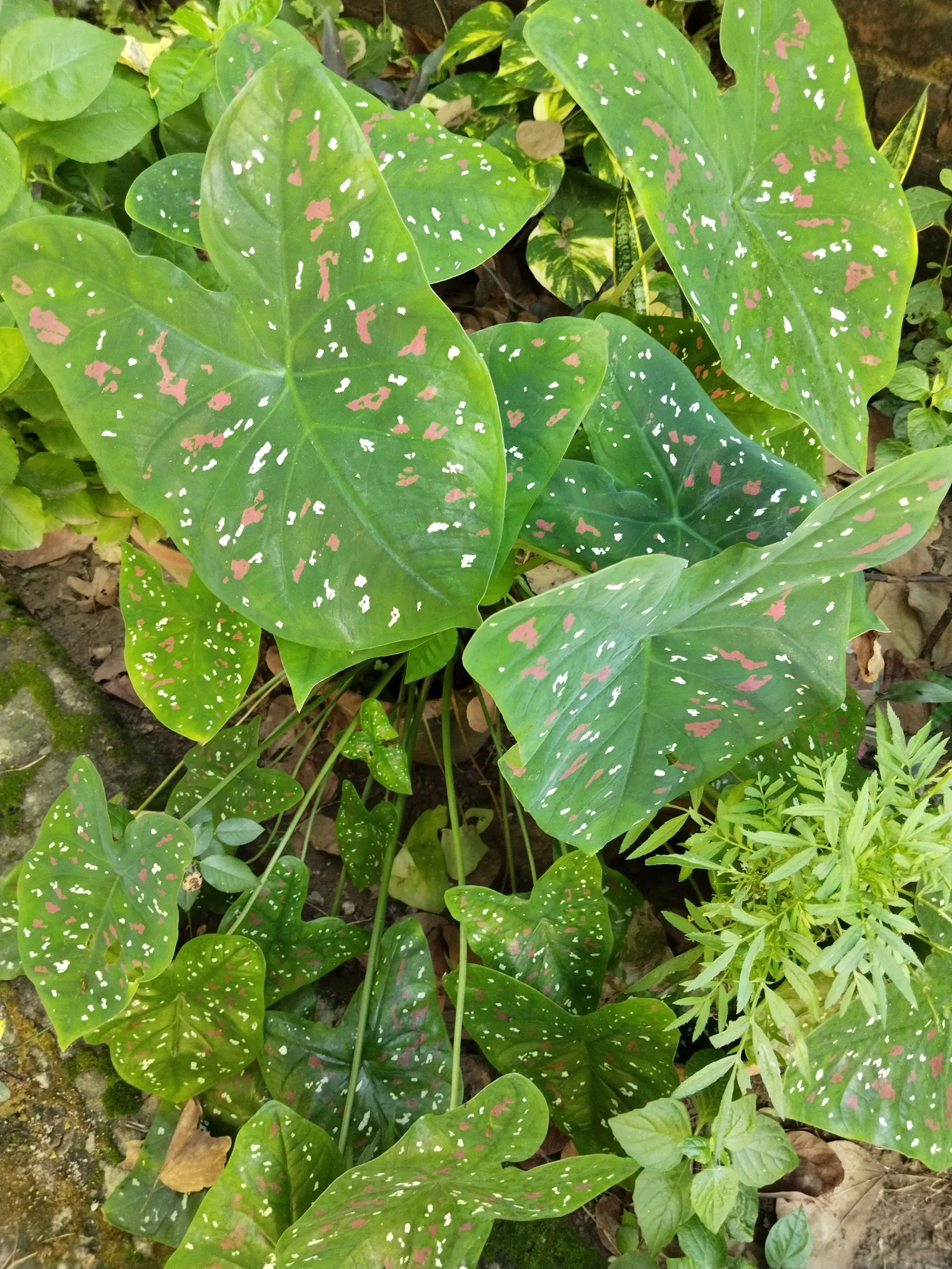 Fancy-Leafed Caladium (Caladium Bicolor) — Moist, well-draining soil is critical for optimal growth