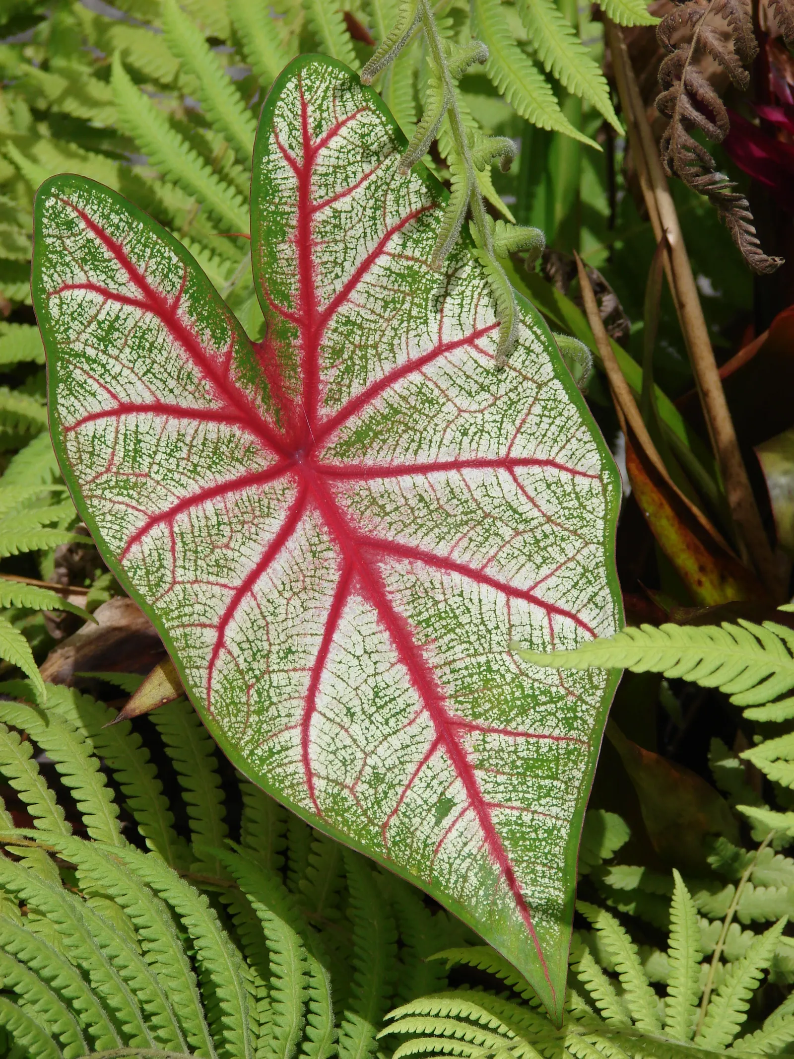 Fancy-Leafed Caladium (Caladium Bicolor) — Thriving in USDA zones 9-11, it flourishes in partial to full shade