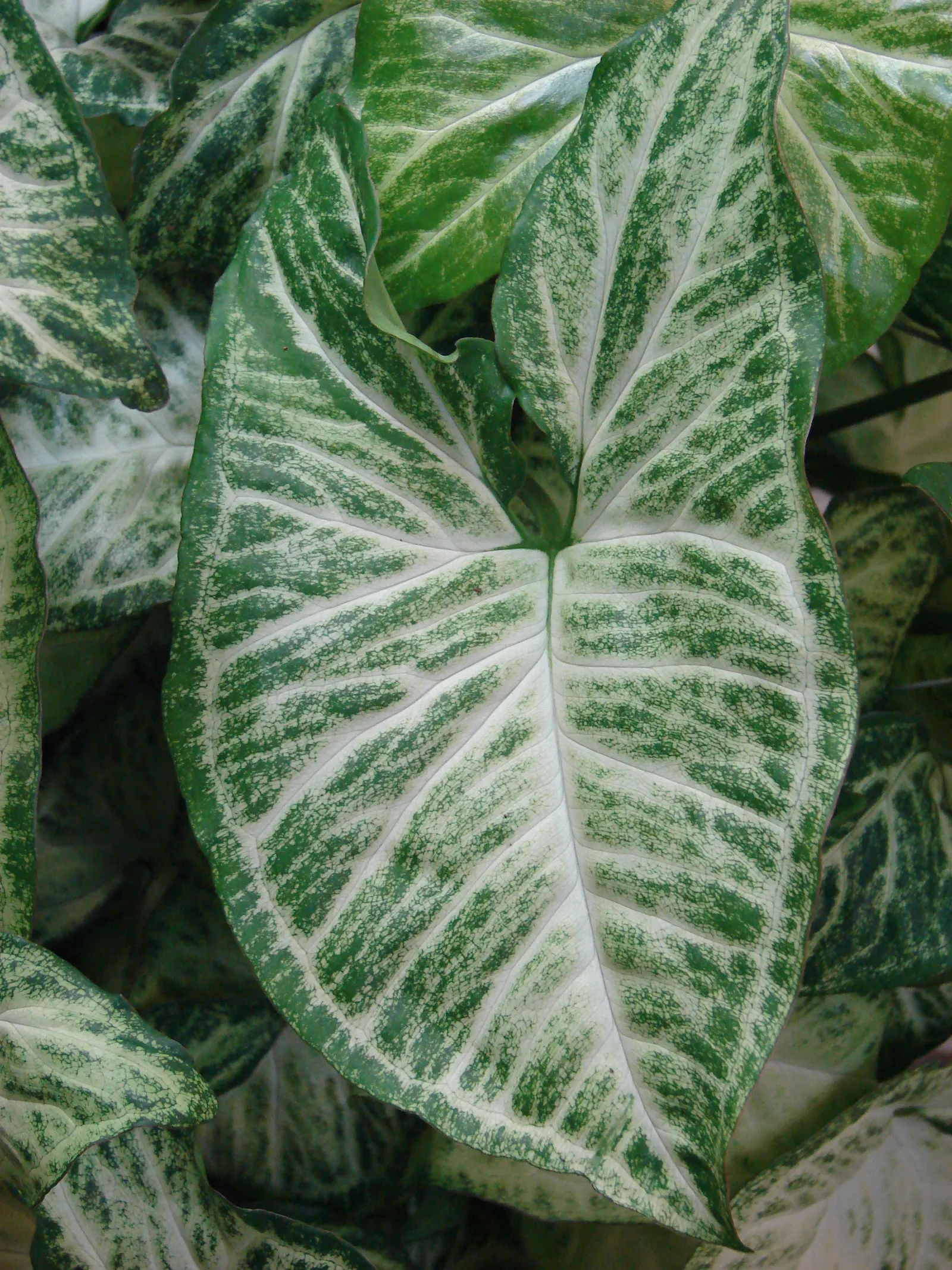 Fancy-Leafed Caladium (Caladium Bicolor) — Caladiums add vivid color to understory plantings and container arrangements