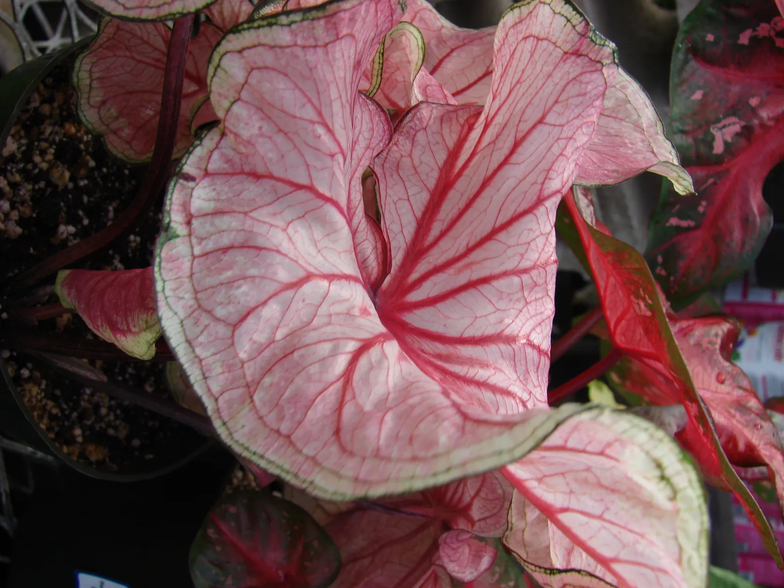 Fancy-Leafed Caladium (Caladium Bicolor) — A mature plant reaches up to 18 to 24 inches in height and spreads roughly the same